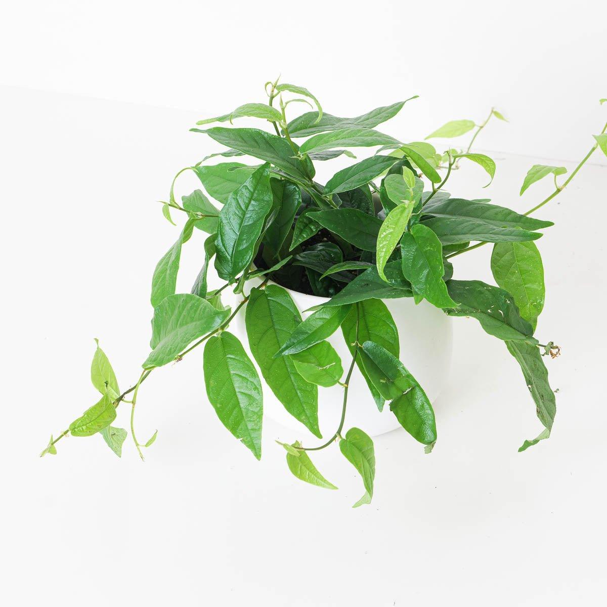 Ficus sagittata 'Radicans'
