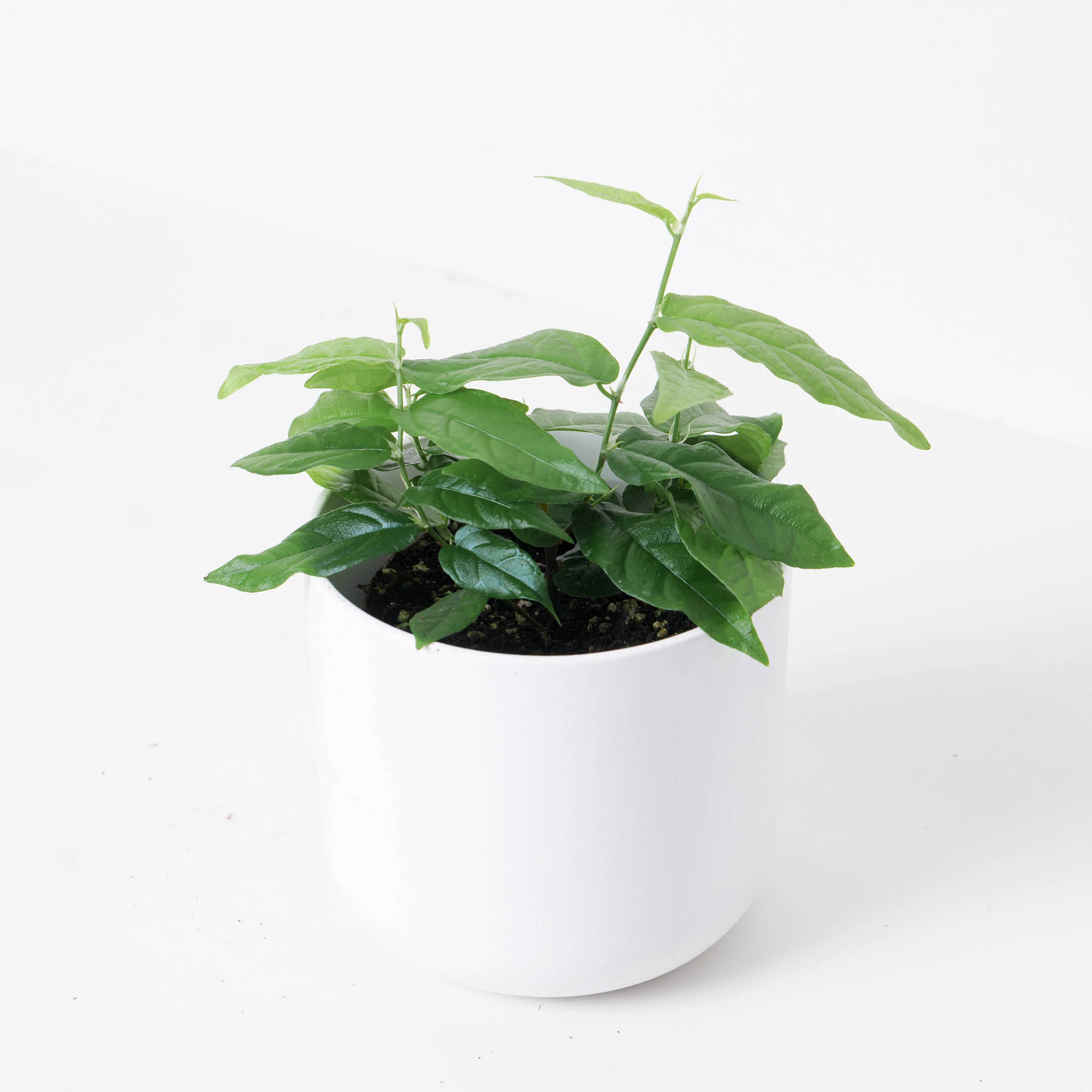 Ficus sagittata 'Radicans' - Image 2