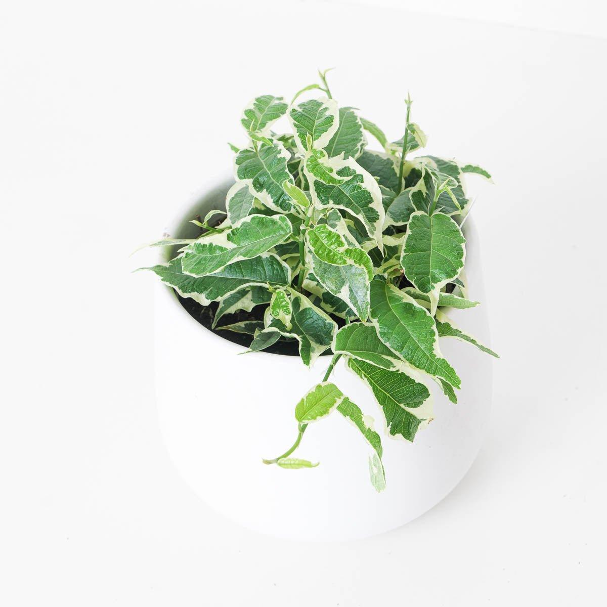 Ficus sagittata 'Radicans' Variegated