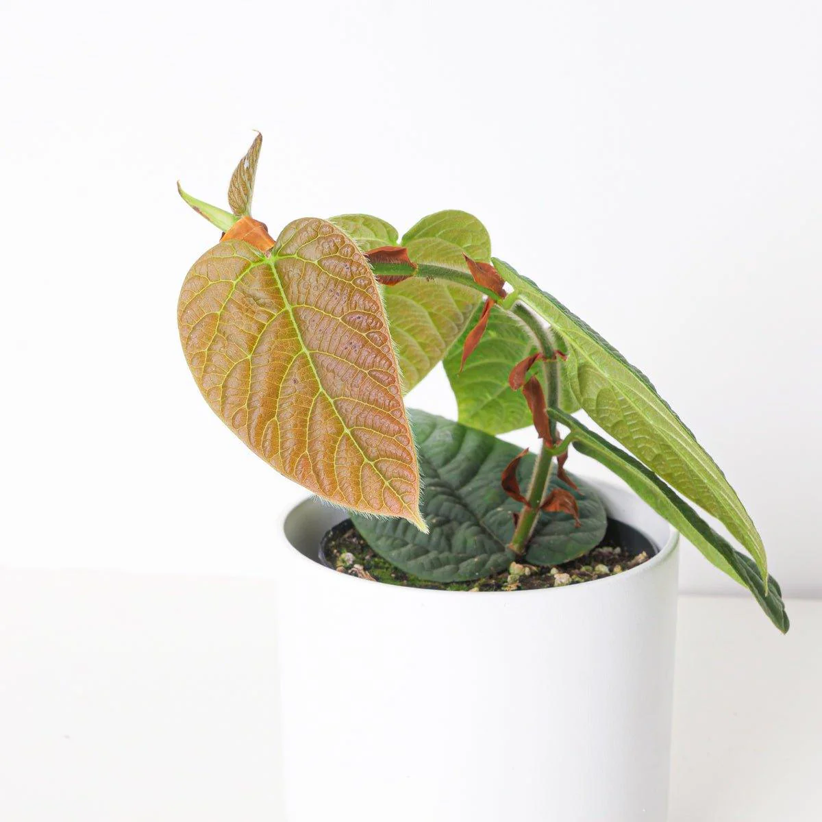 Ficus Villosa