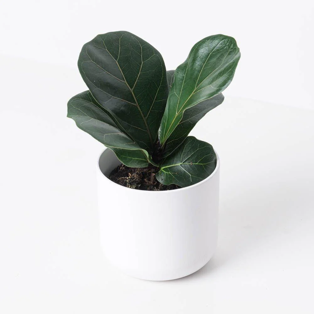 Fiddle Leaf Fig | Ficus Lyrata