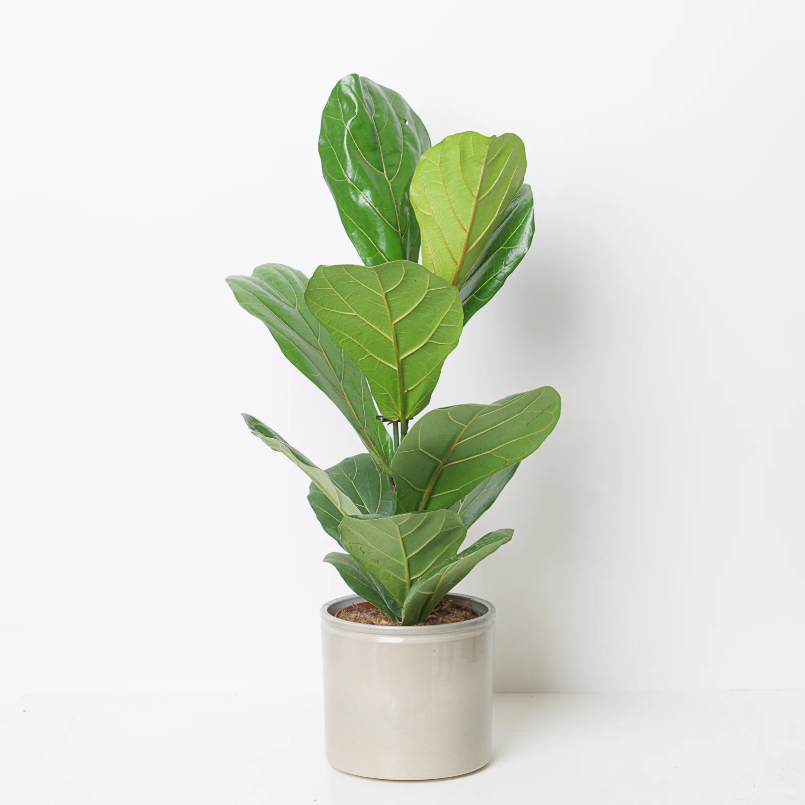 Fiddle Leaf Fig | Ficus Lyrata - Image 2