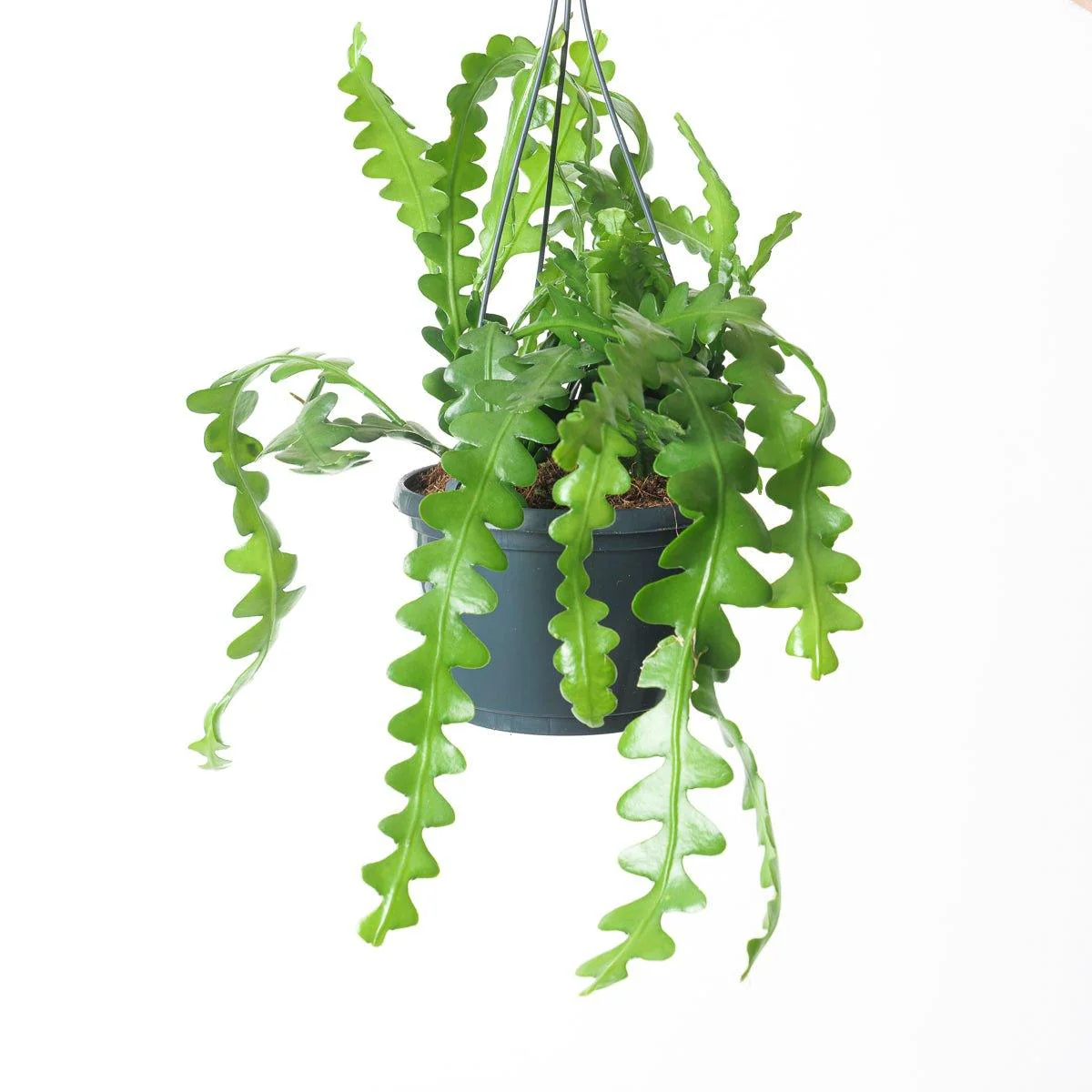 Epiphyllum Anguliger | Fishbone Cactus - Image 3
