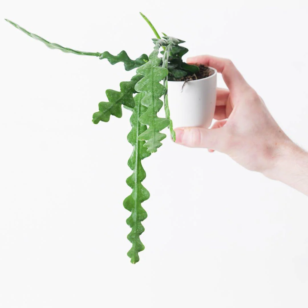 Epiphyllum Anguliger | Fishbone Cactus - Image 4