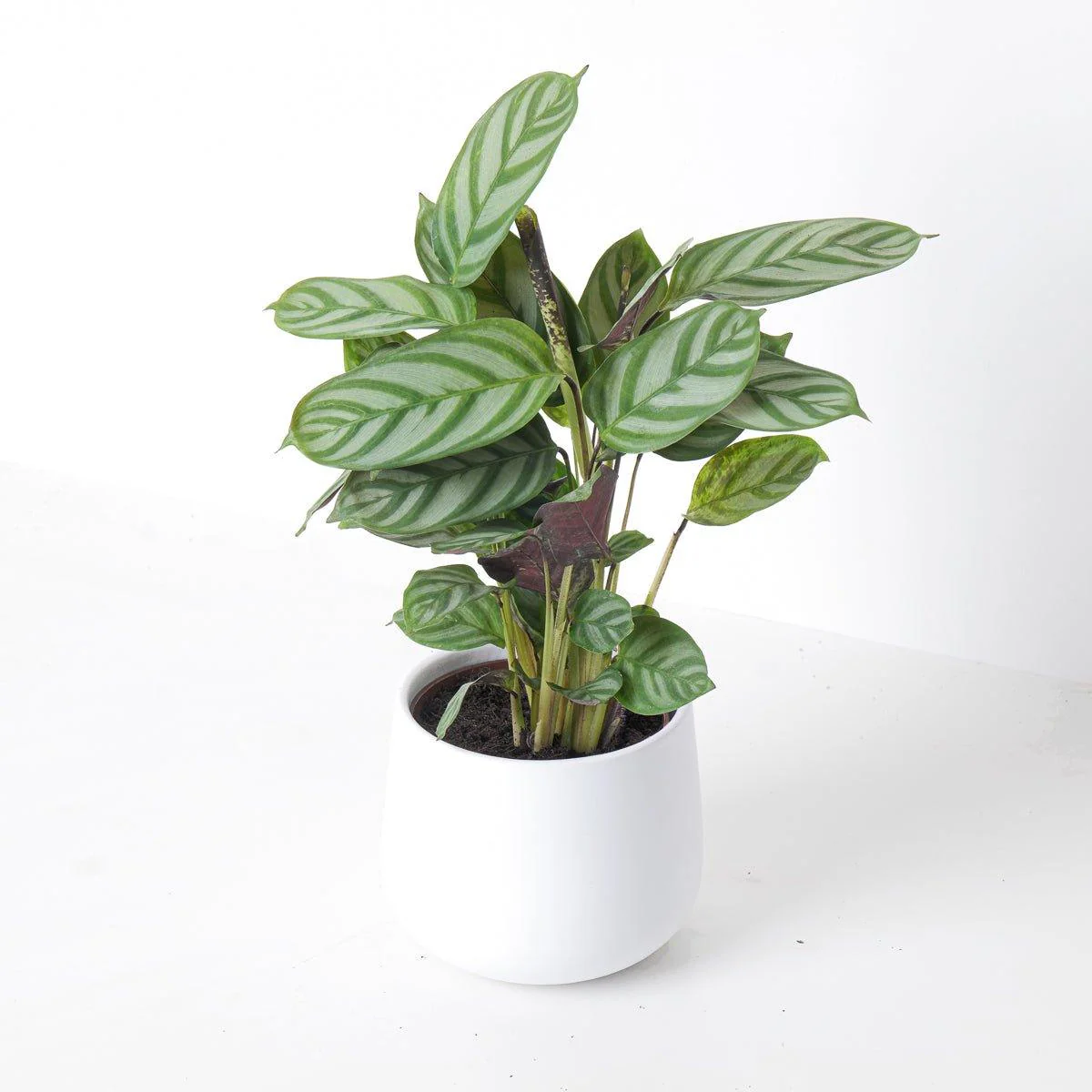 Ctenanthe Compact Star | Ctenanthe Setosa
