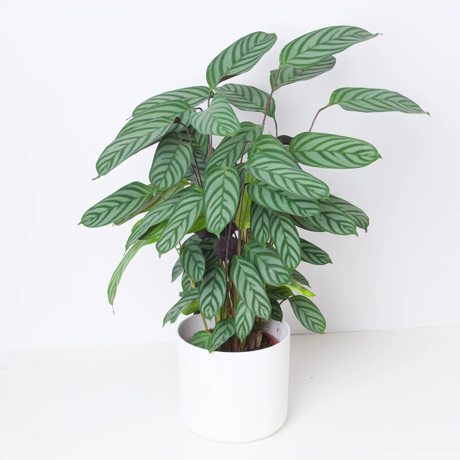 Ctenanthe Compact Star | Ctenanthe Setosa - Image 3