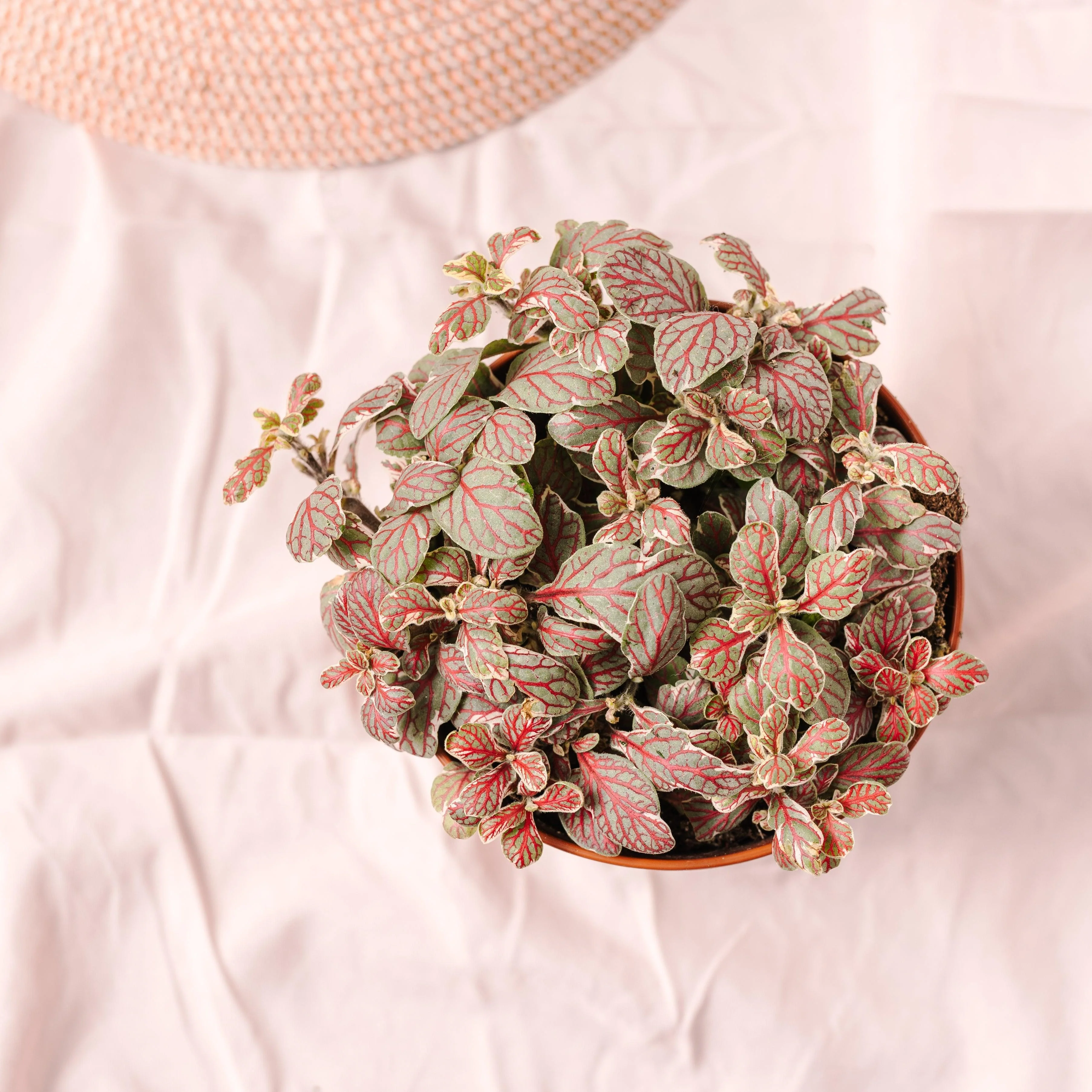 Fittonia Grey Sensation
