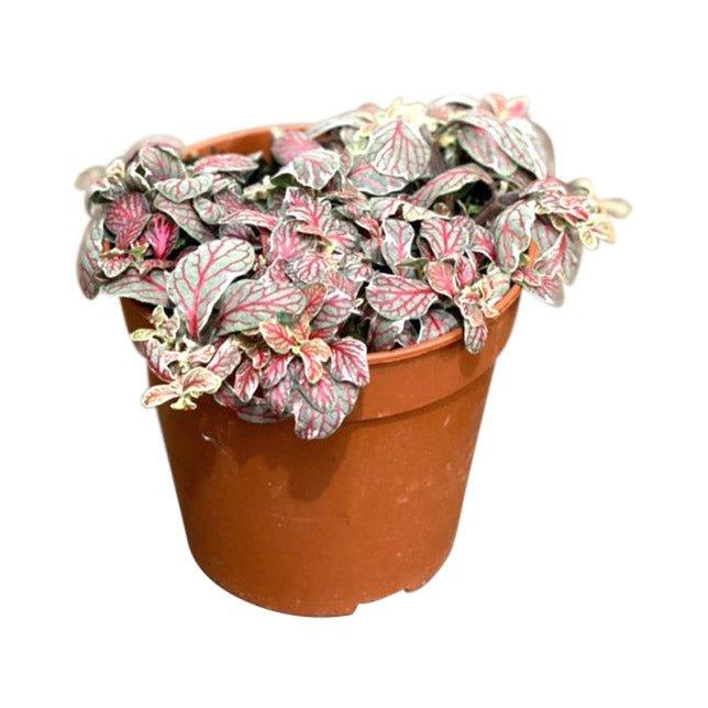 Fittonia Grey Sensation - Image 2