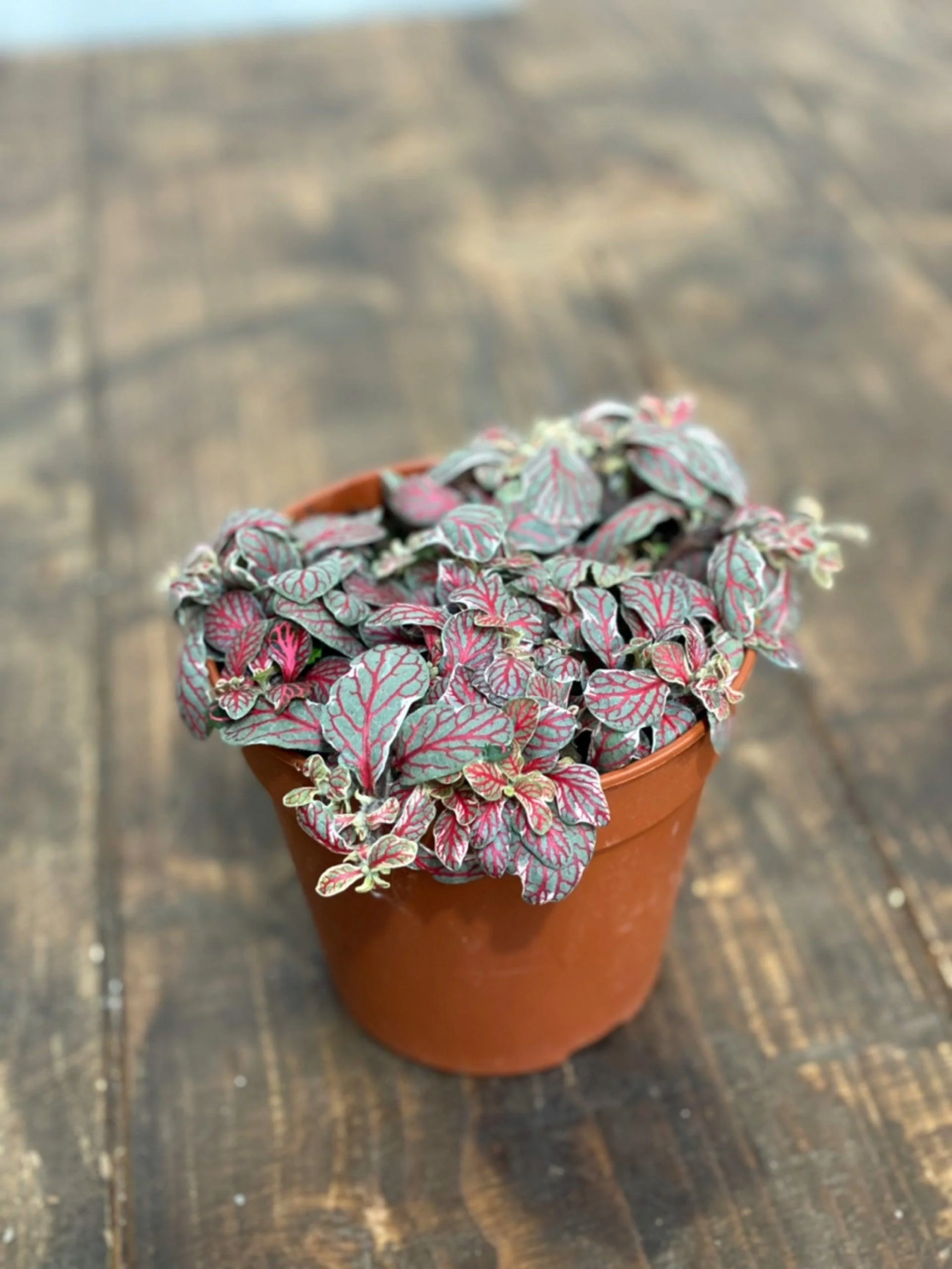 Fittonia Grey Sensation - Image 3