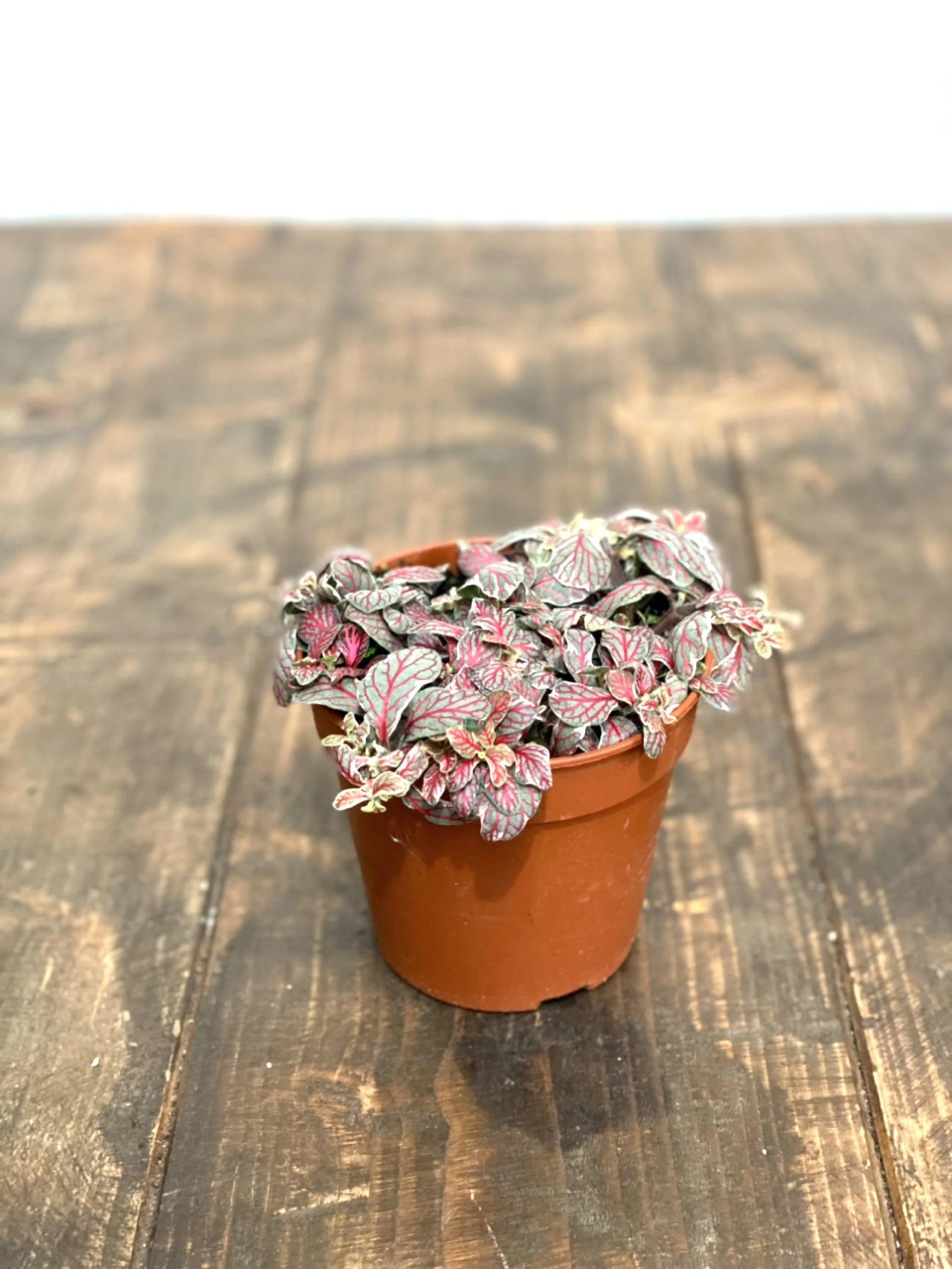 Fittonia Grey Sensation - Image 4