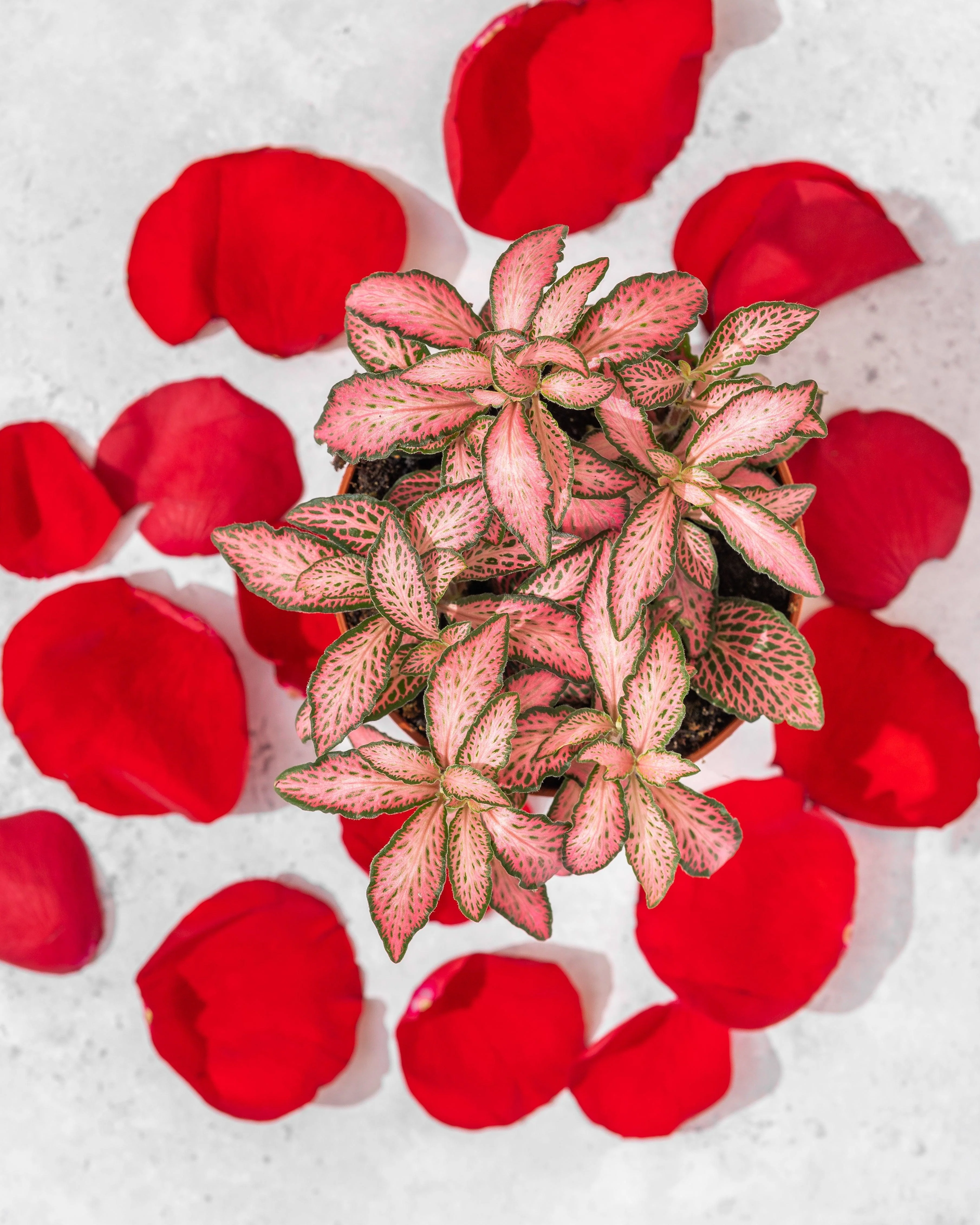 Fittonia Mosaic Pink Forest Flame | Nerve Plant
