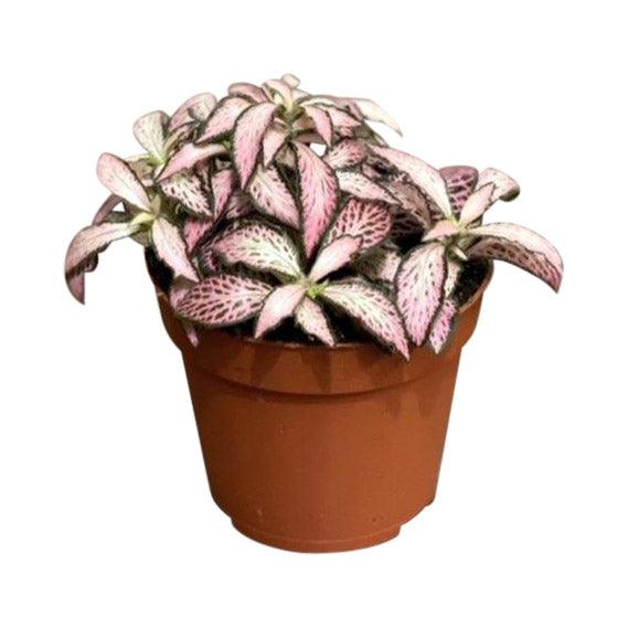Fittonia Mosaic Pink Forest Flame | Nerve Plant - Image 2