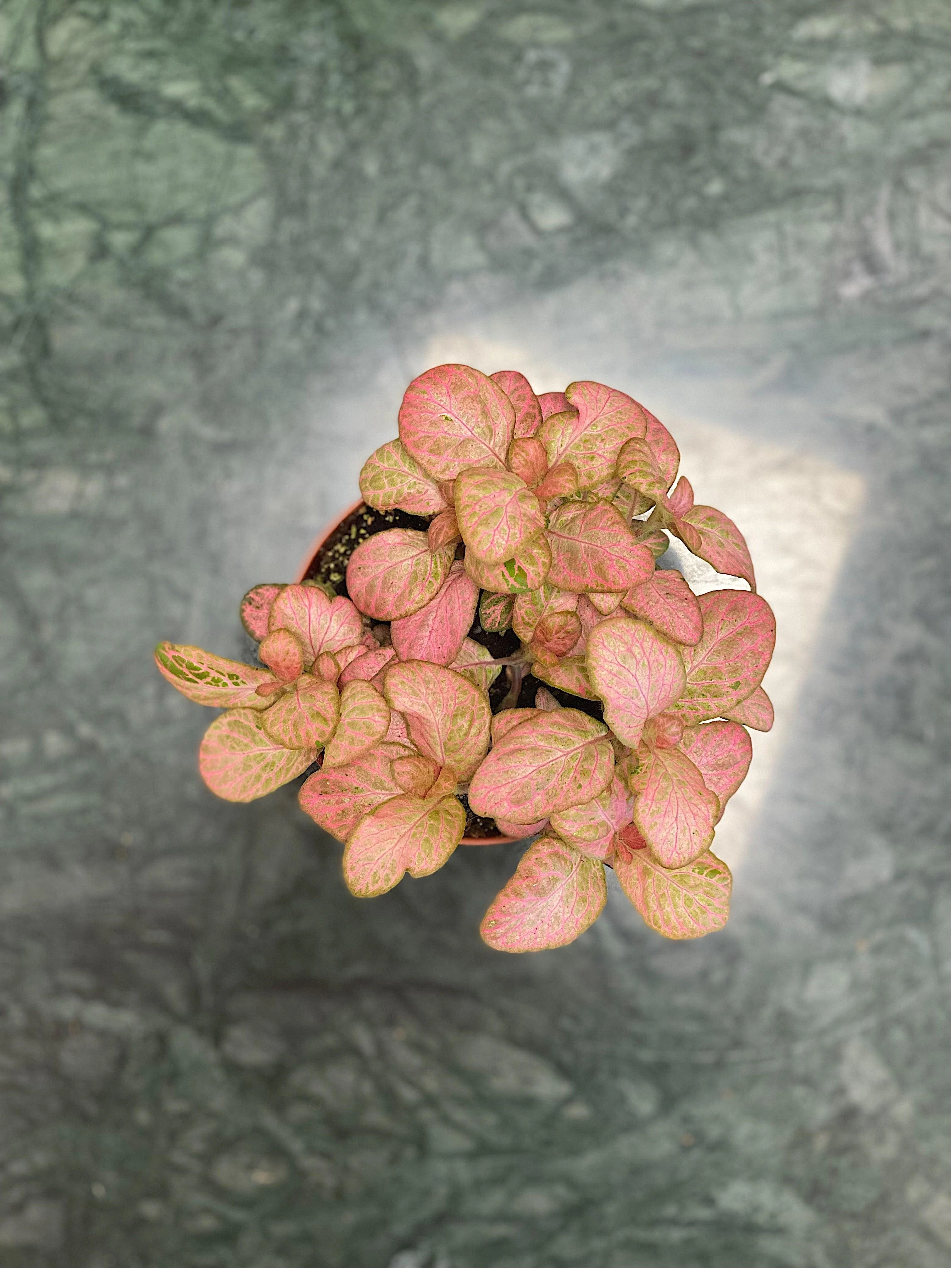 Fittonia Pink  | Nerve Plant | 8.5cm Pot | Small House Plant