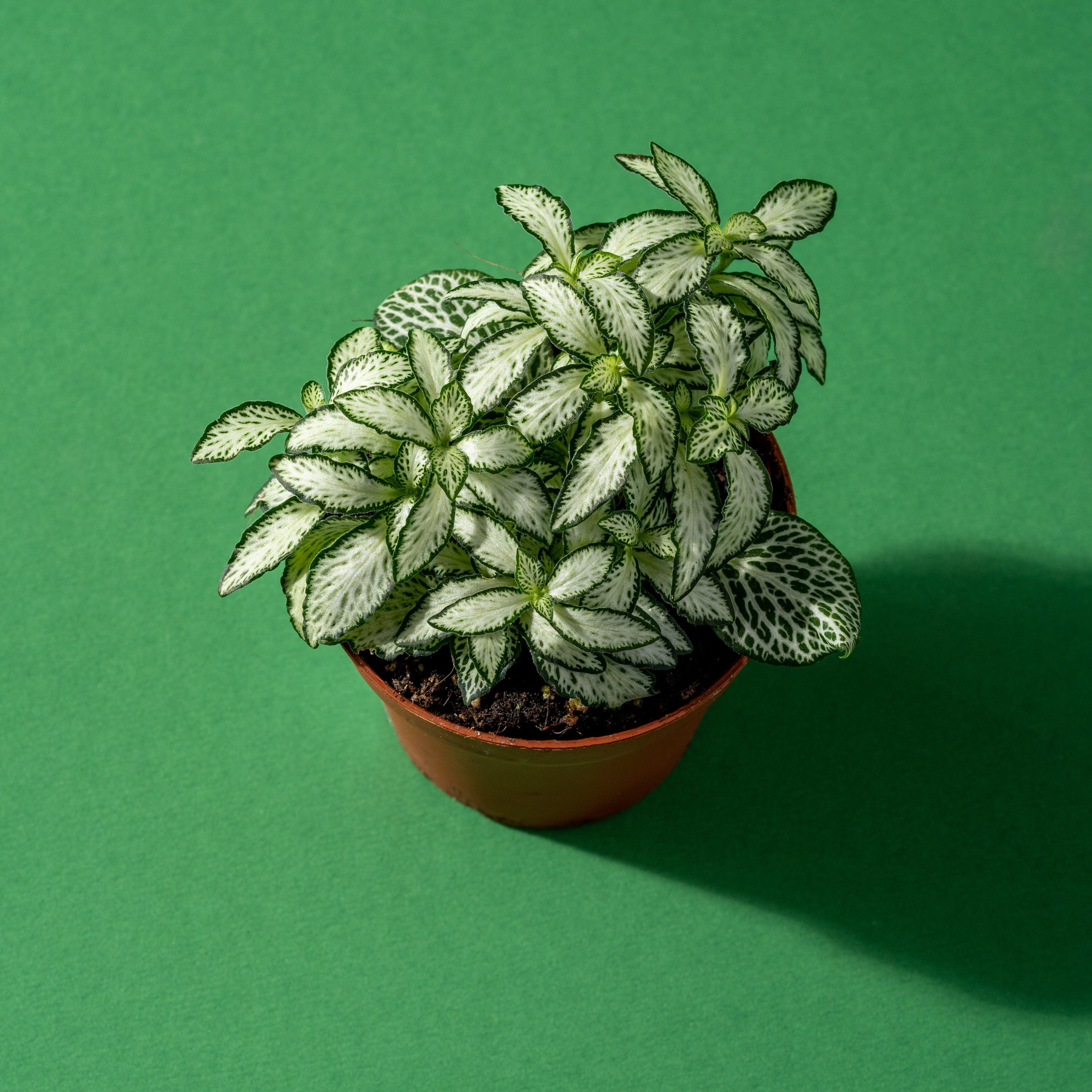 Fittonia Mosaic White Forest Flame | Nerve Plant | Terrarium Plant