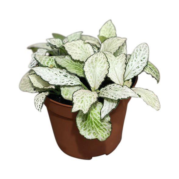 Fittonia Mosaic White Forest Flame | Nerve Plant | Terrarium Plant - Image 2