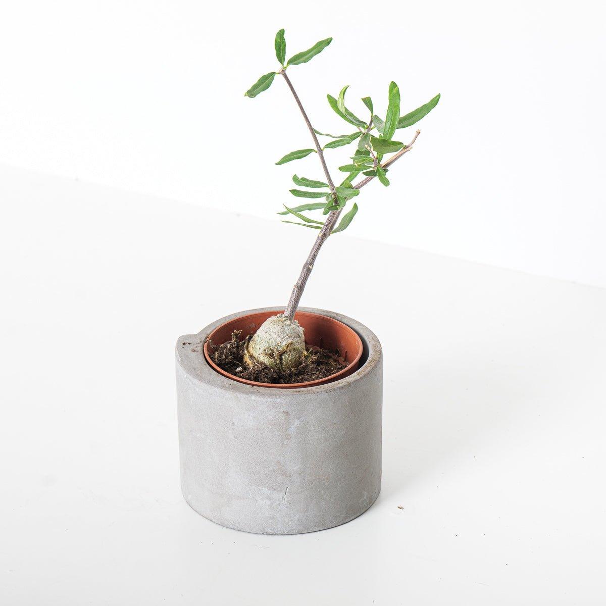 Fockea Edulis