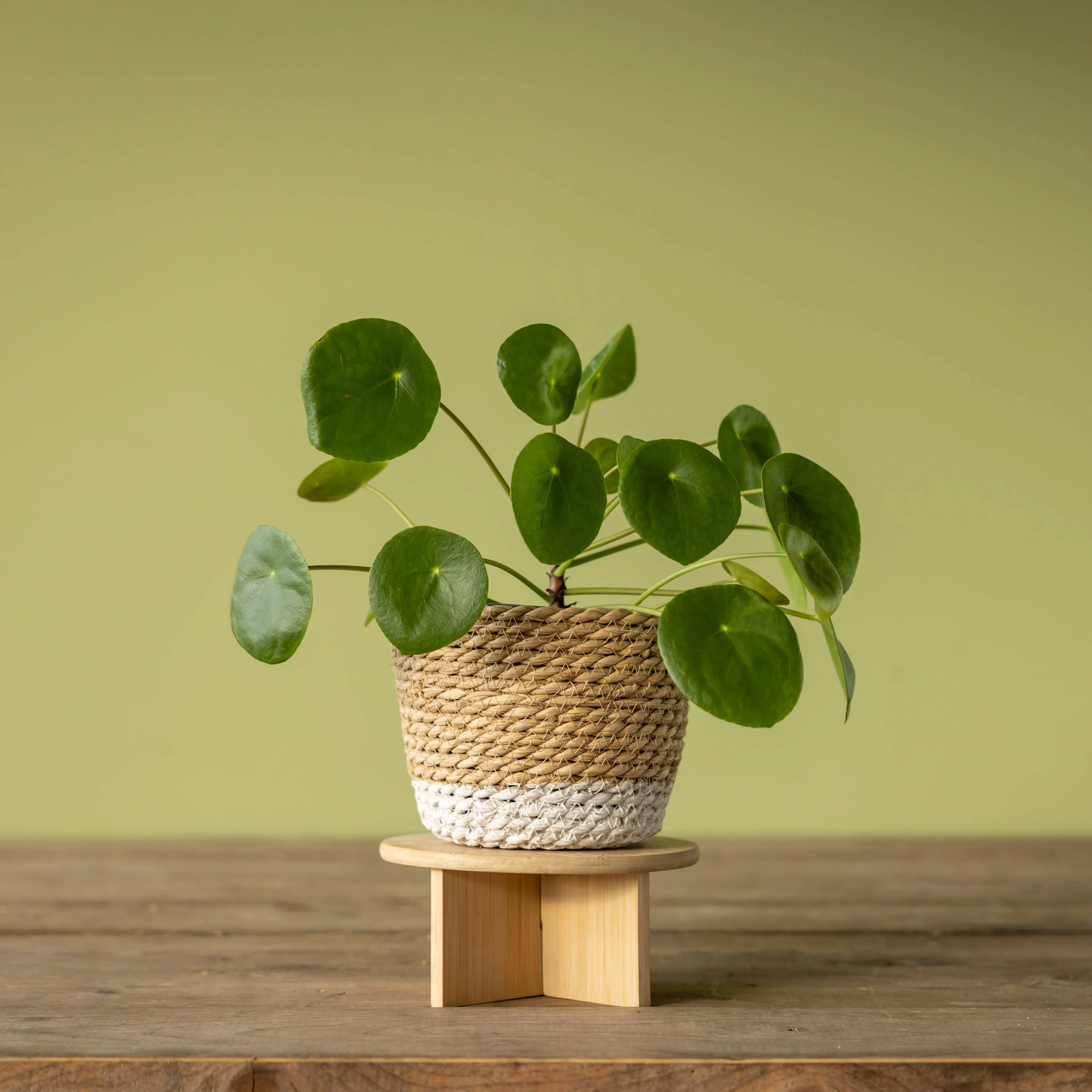 FSC® Certified Bamboo Plant Stands – Minimalist Wooden Plant Risers - Image 2