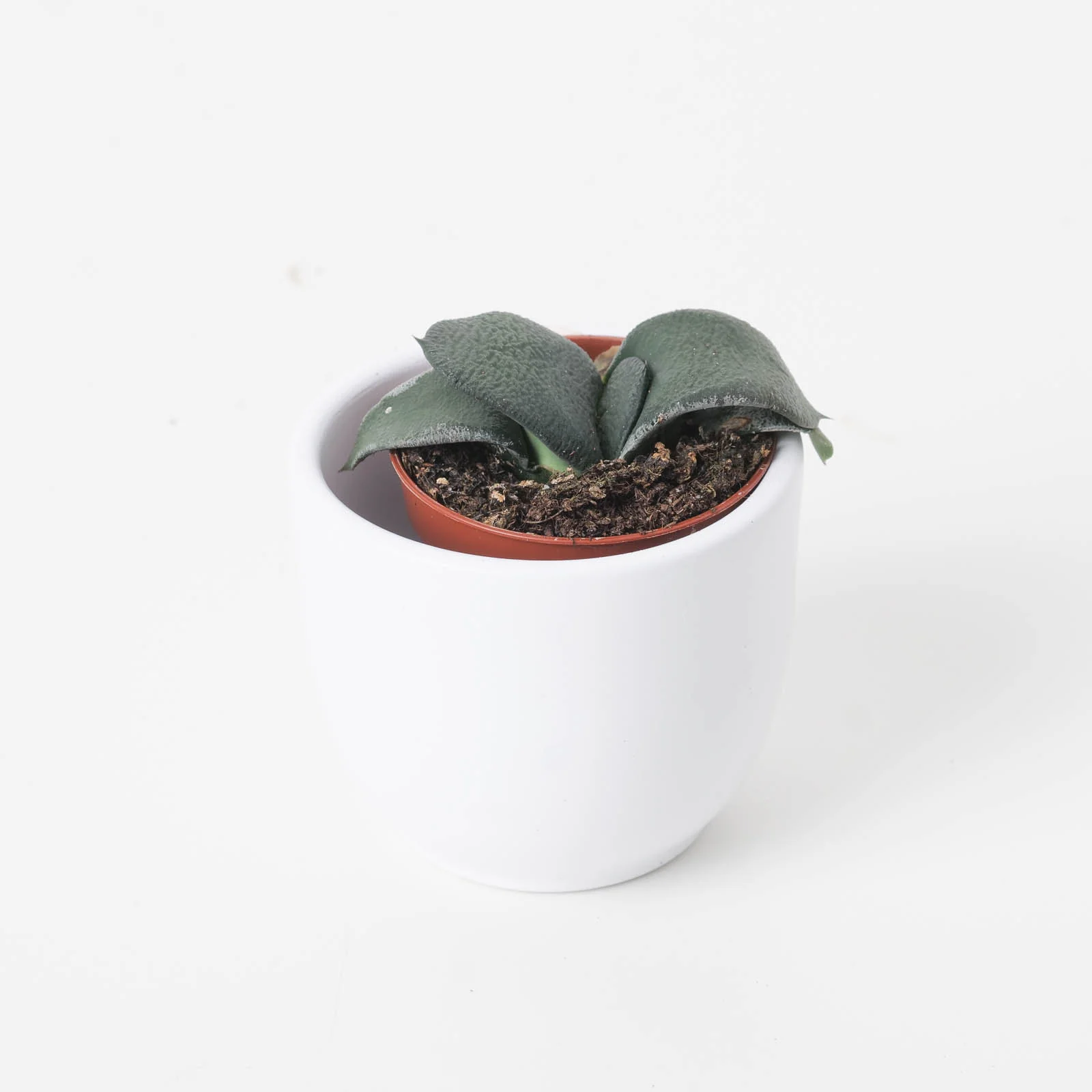 Gasteria armstrongii