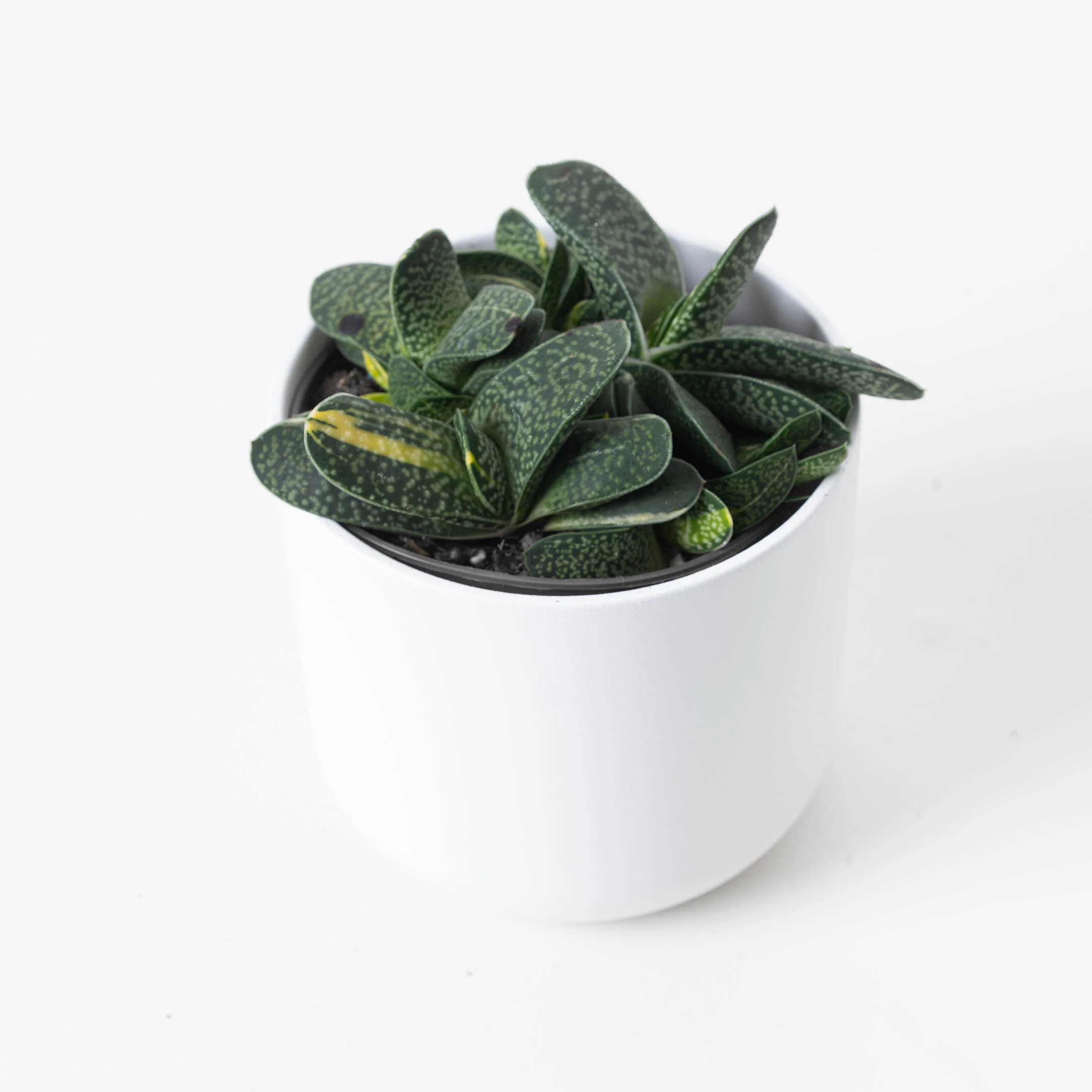 Gasteria minima variegata