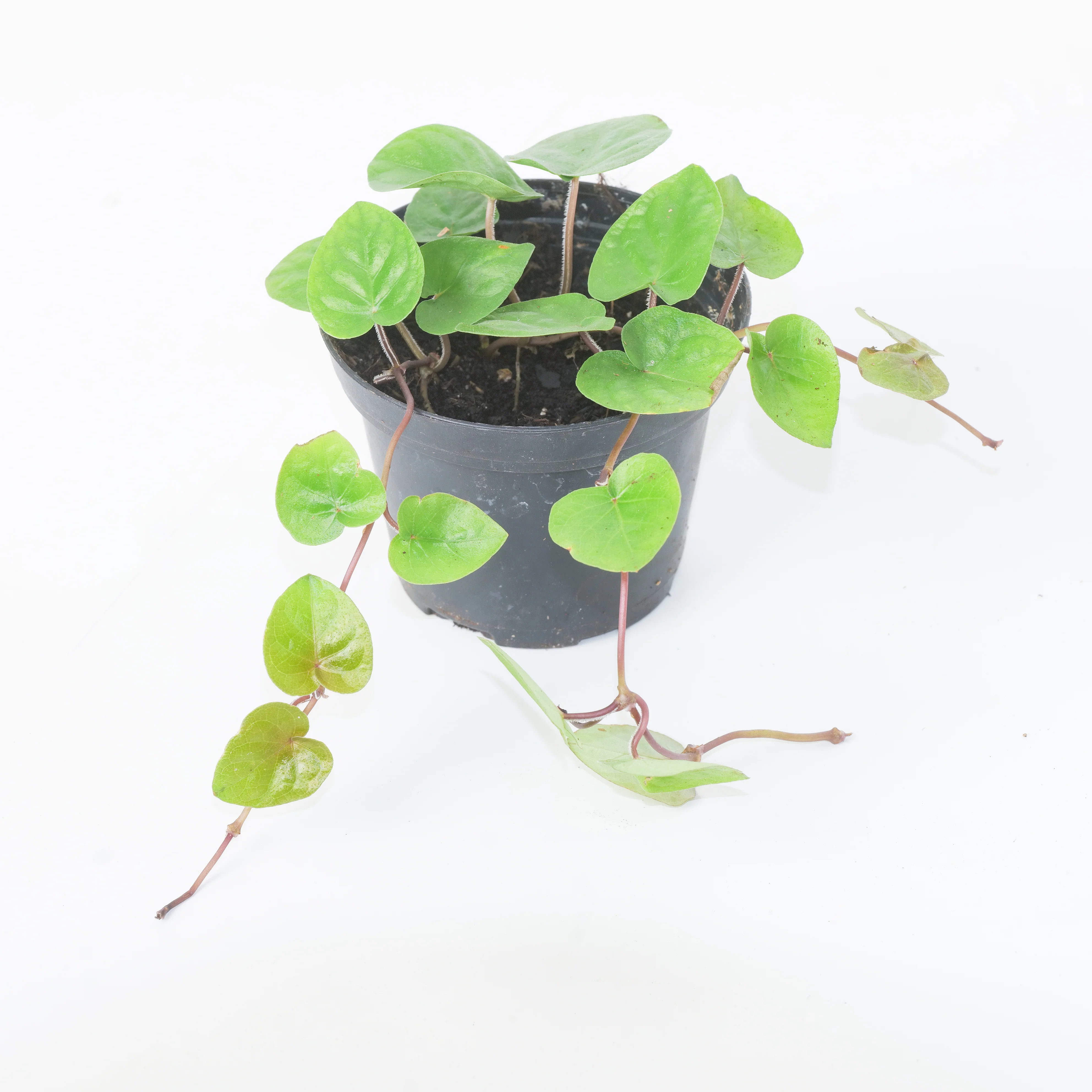 Geophilia repens