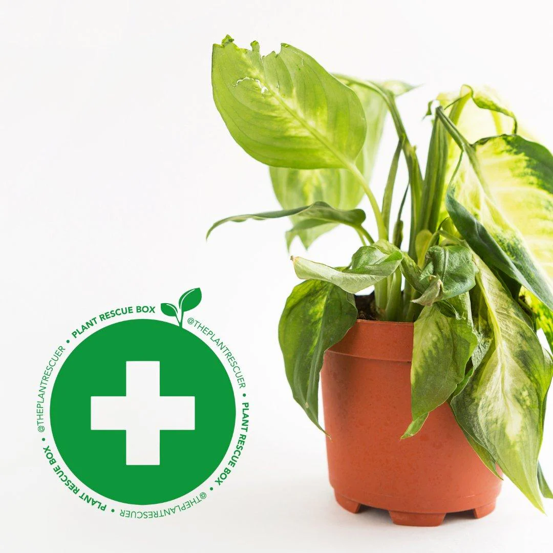 @ThePlantRescuer Rescue Box