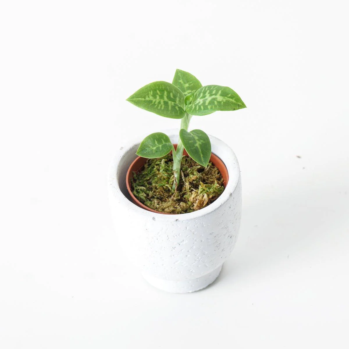 Goodyera Daibuzanensis