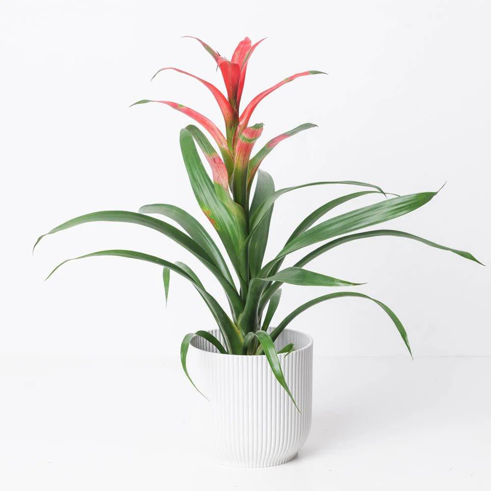 Guzmania wittmackii