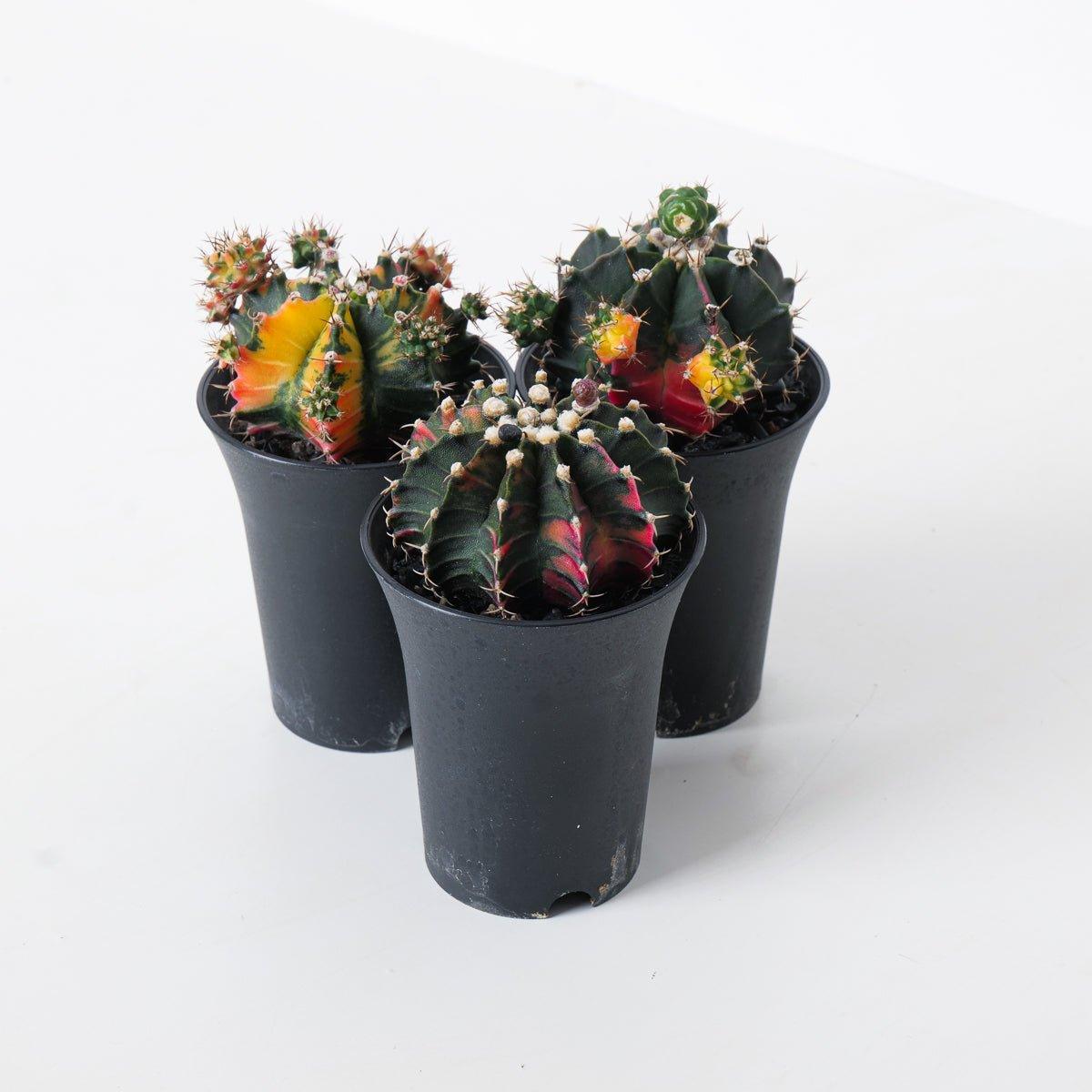 Gymnocalycium variegata
