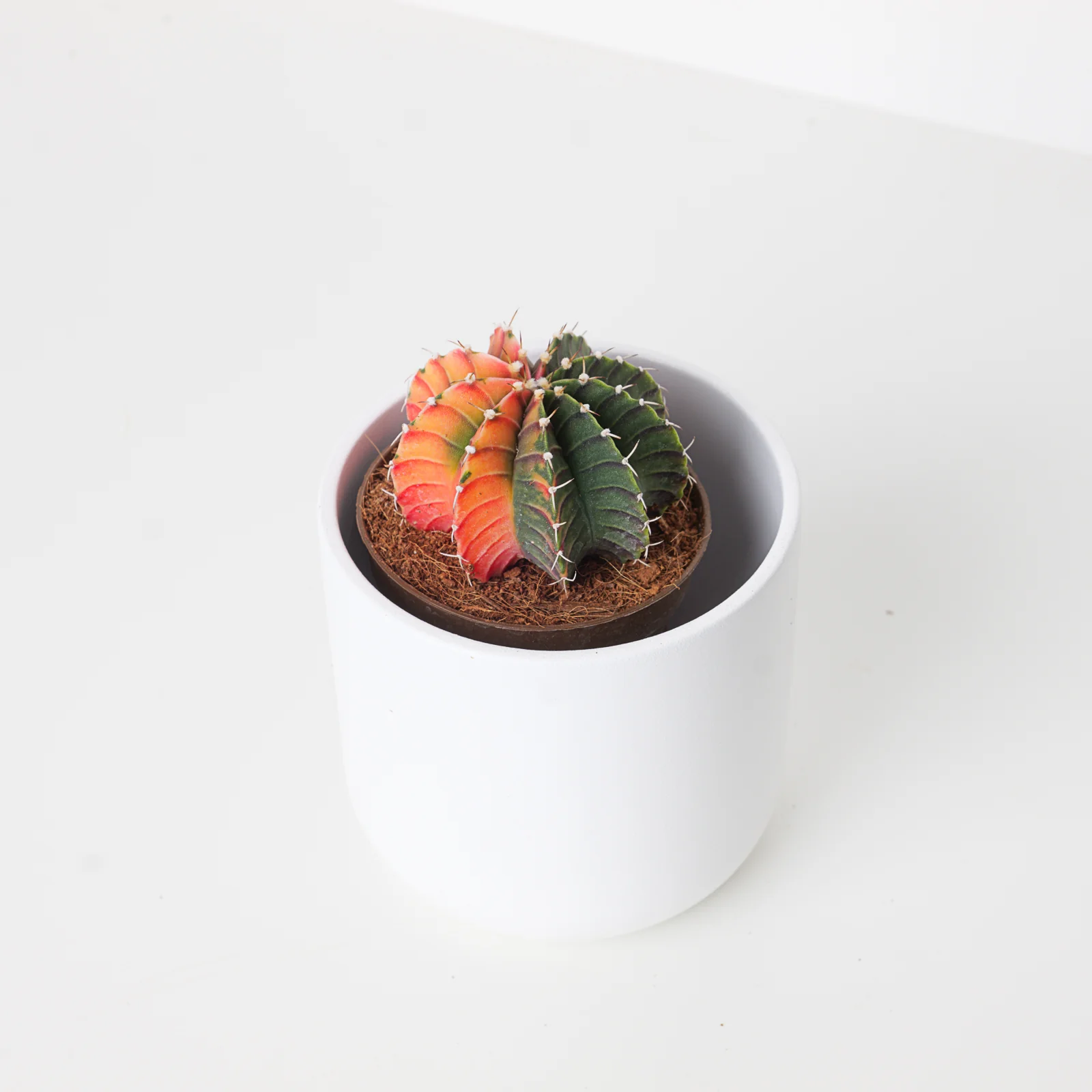 Gymnocalycium variegata - Image 2