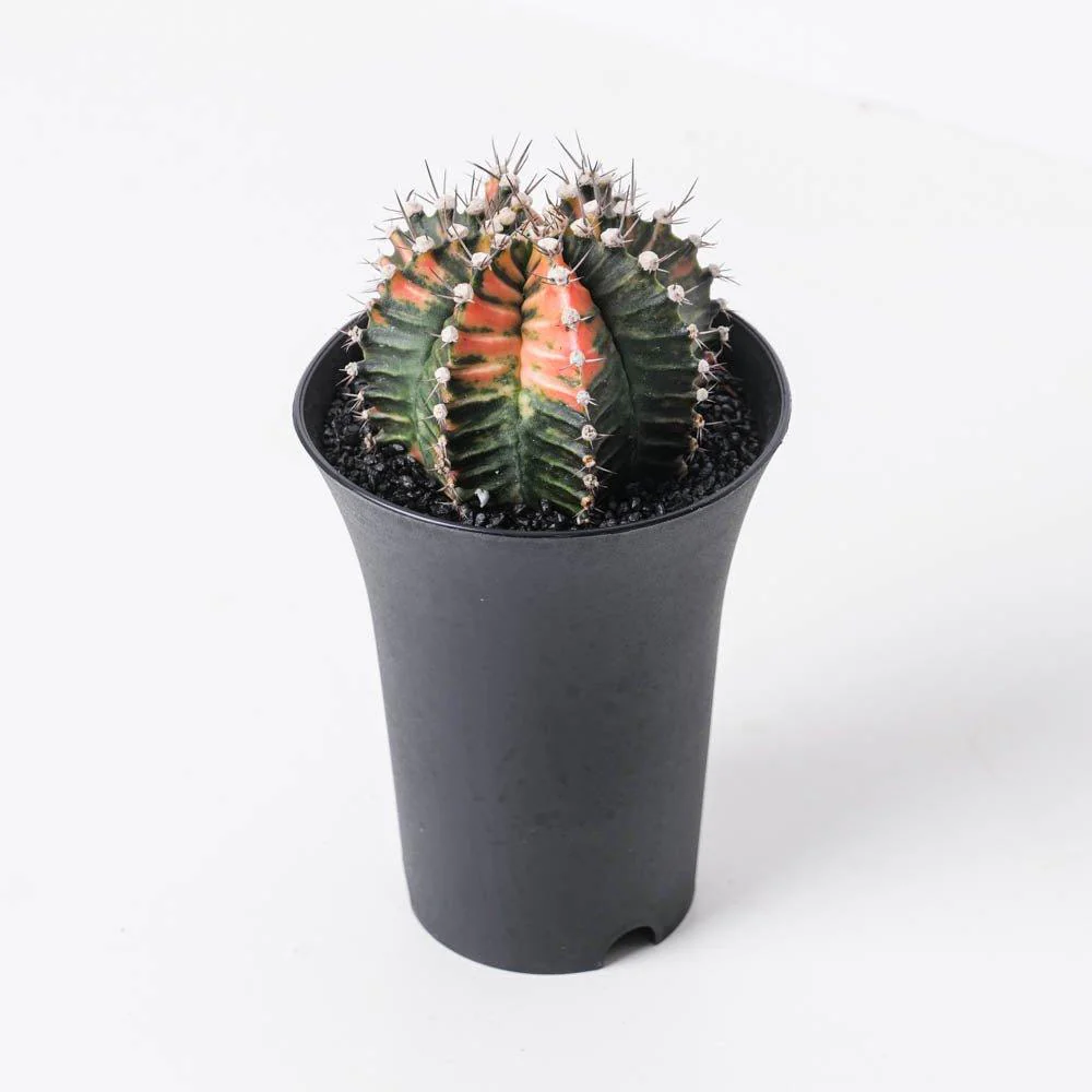 Gymnocalycium variegata - Image 3