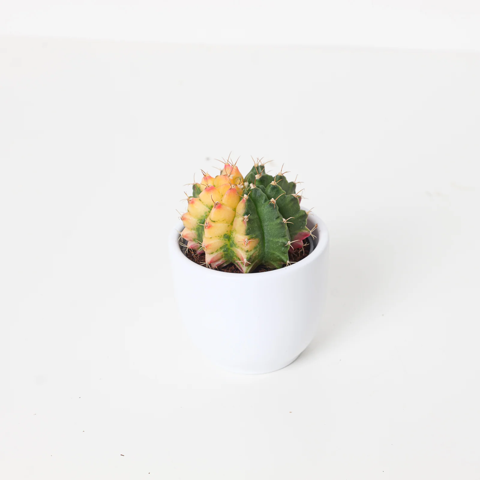 Gymnocalycium variegata - Image 4