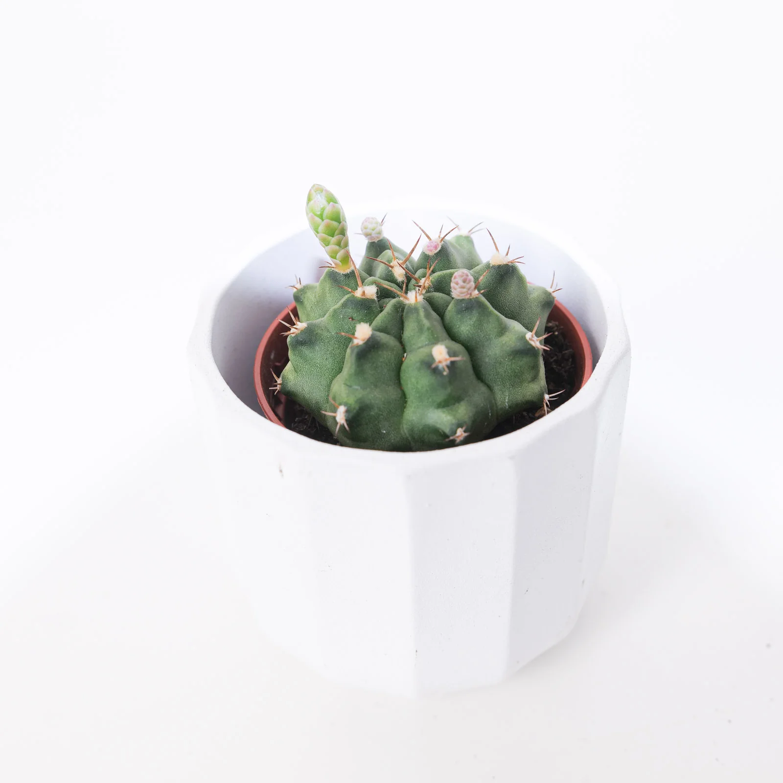 Gymnocalycium damsii