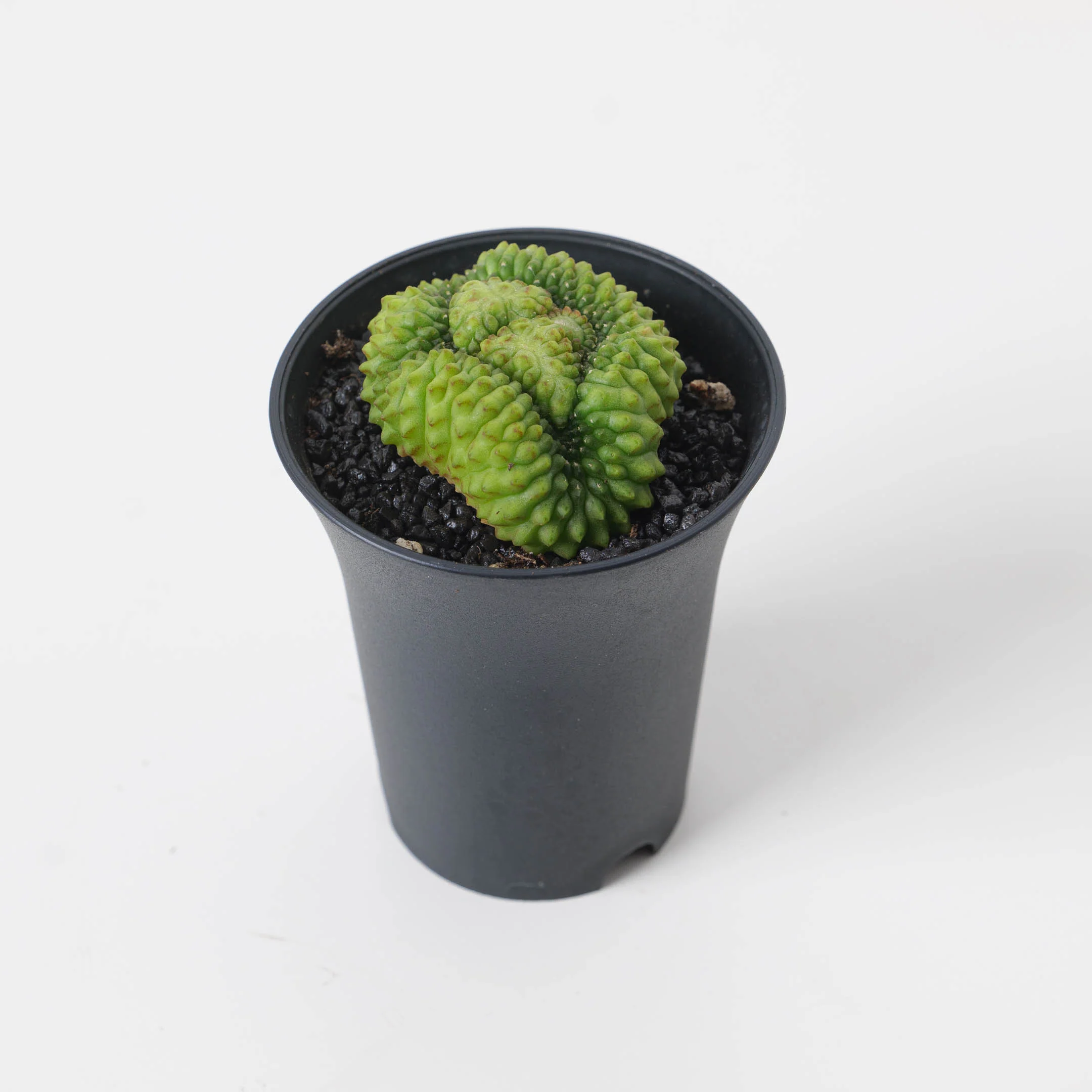 Gymnocalycium hybrid ‘inermis’ f. cristata