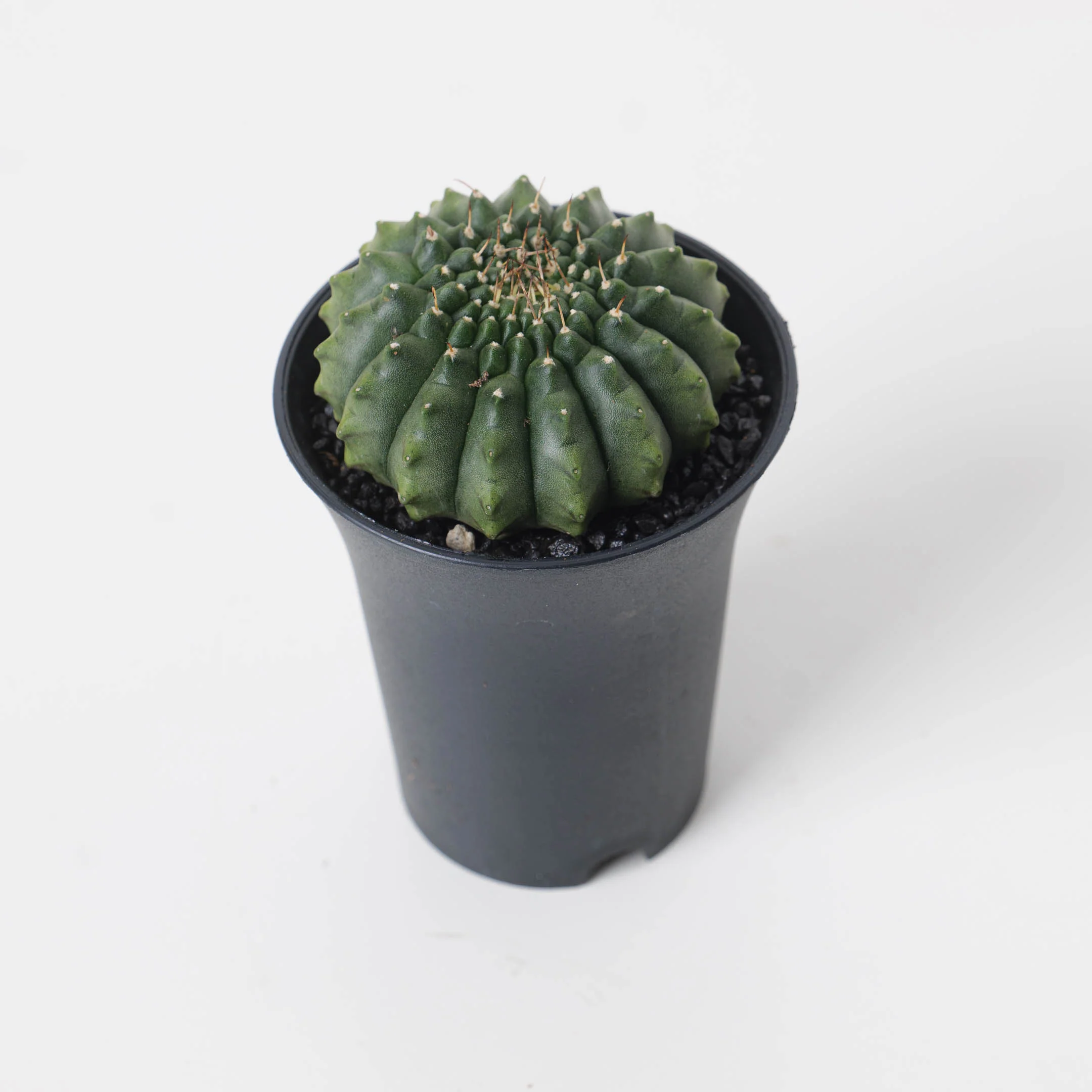 Gymnocalycium hybrid ‘inermis’ f. 'Island'
