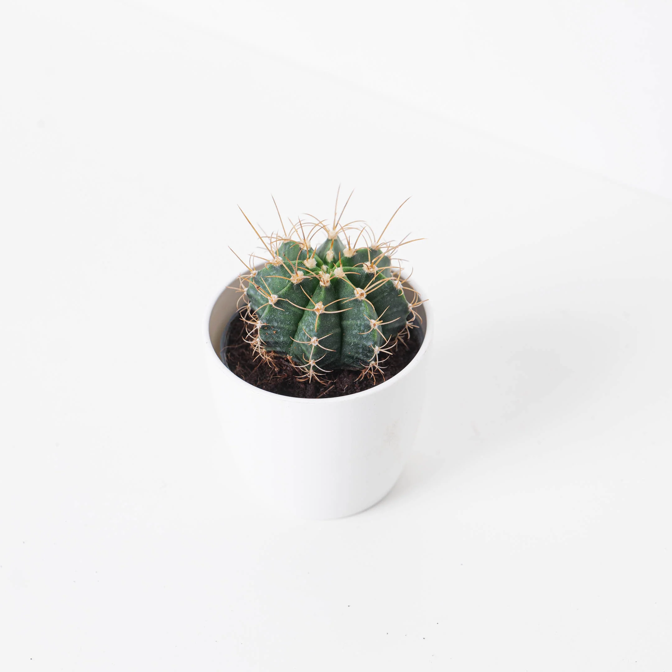 Gymnocalycium mihanovichii