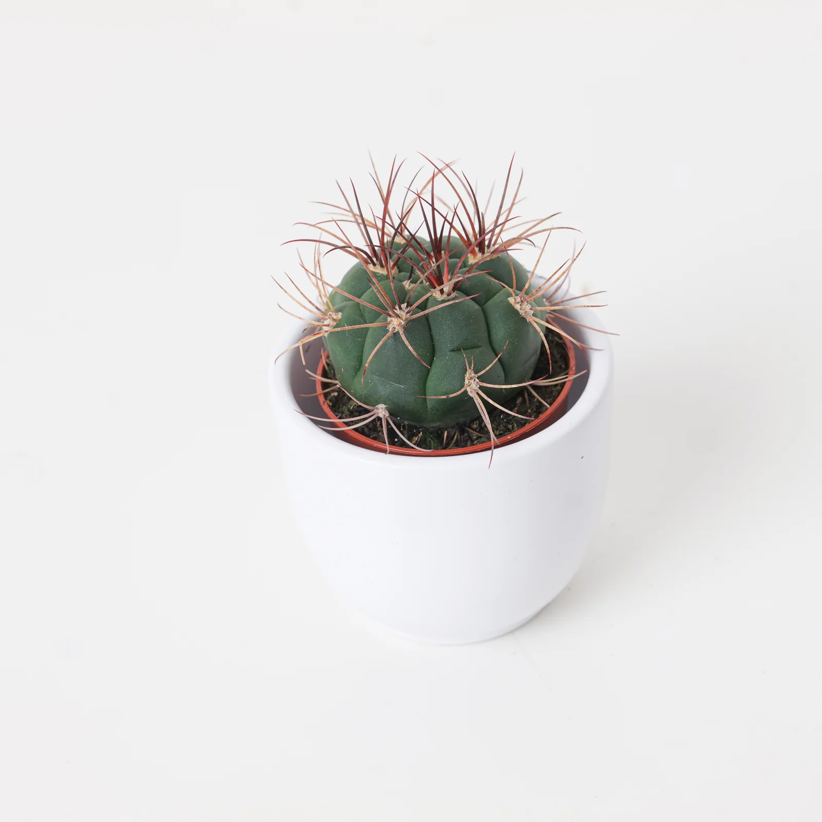 Gymnocalycium saglionis | Giant Chin Cactus