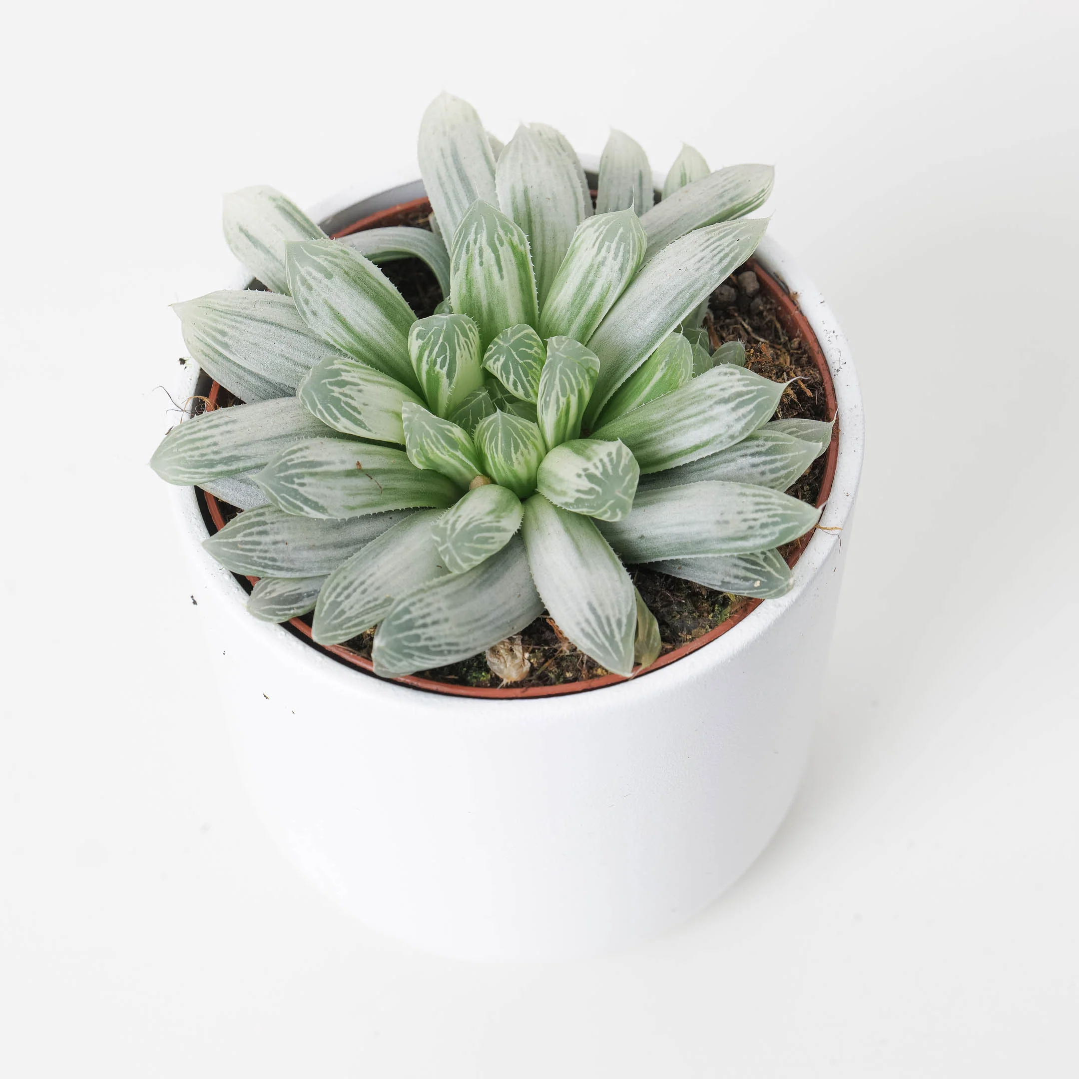 Haworthia cymbiformis variegata - Image 2