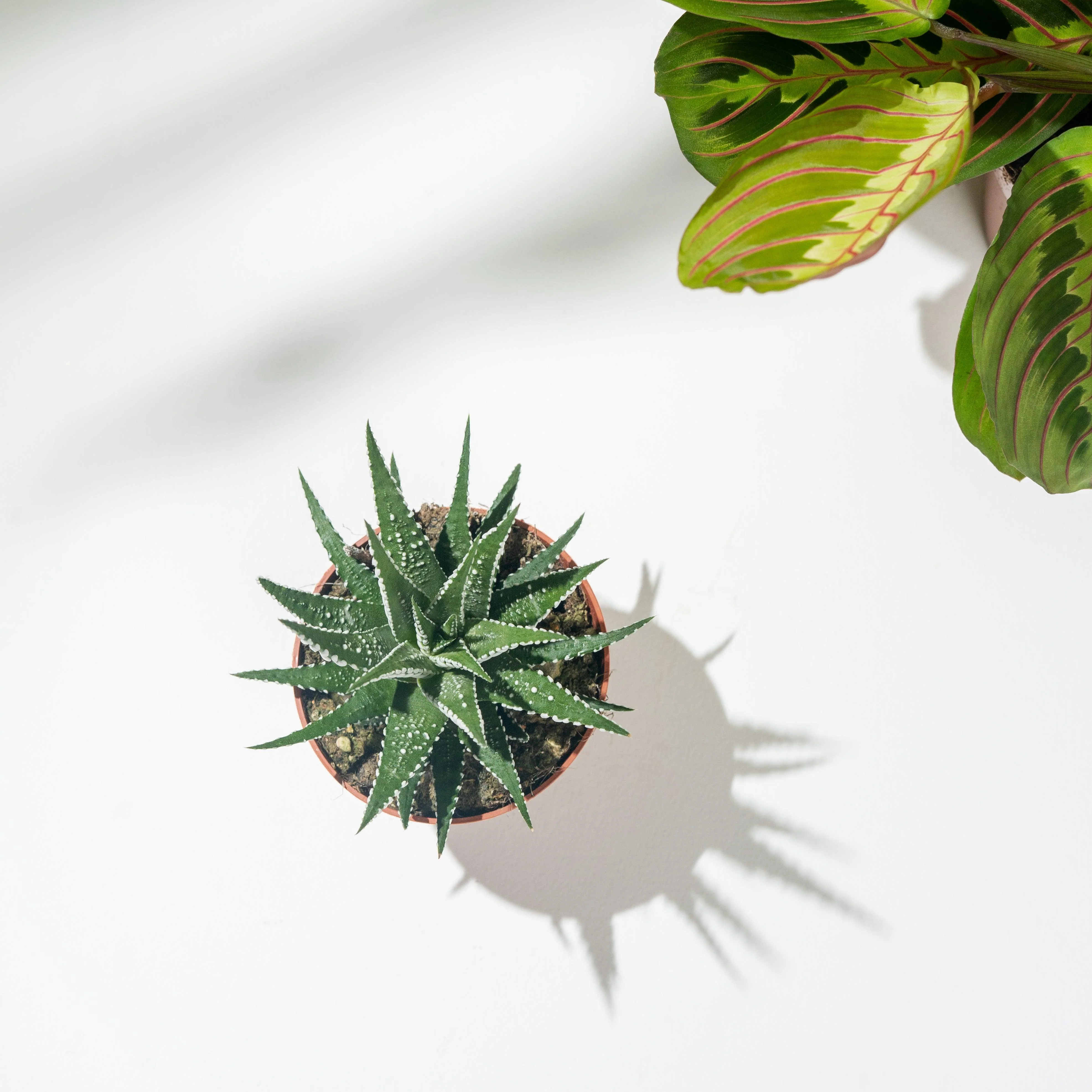 Haworthia Big Band Zebrina | Zebra Cactus | 8cm Pot | Small Easy Care House Plant