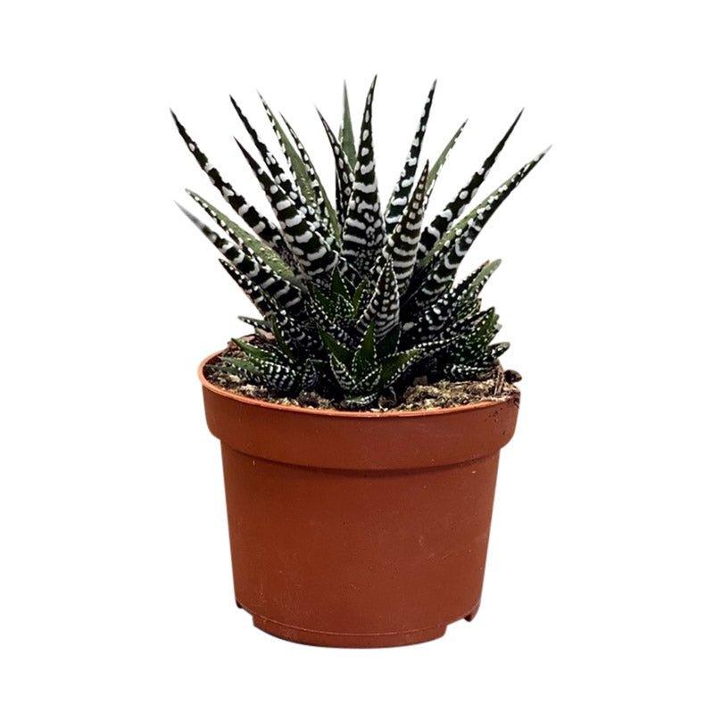Haworthia Big Band Zebrina | Zebra Cactus | 8cm Pot | Small Easy Care House Plant - Image 2