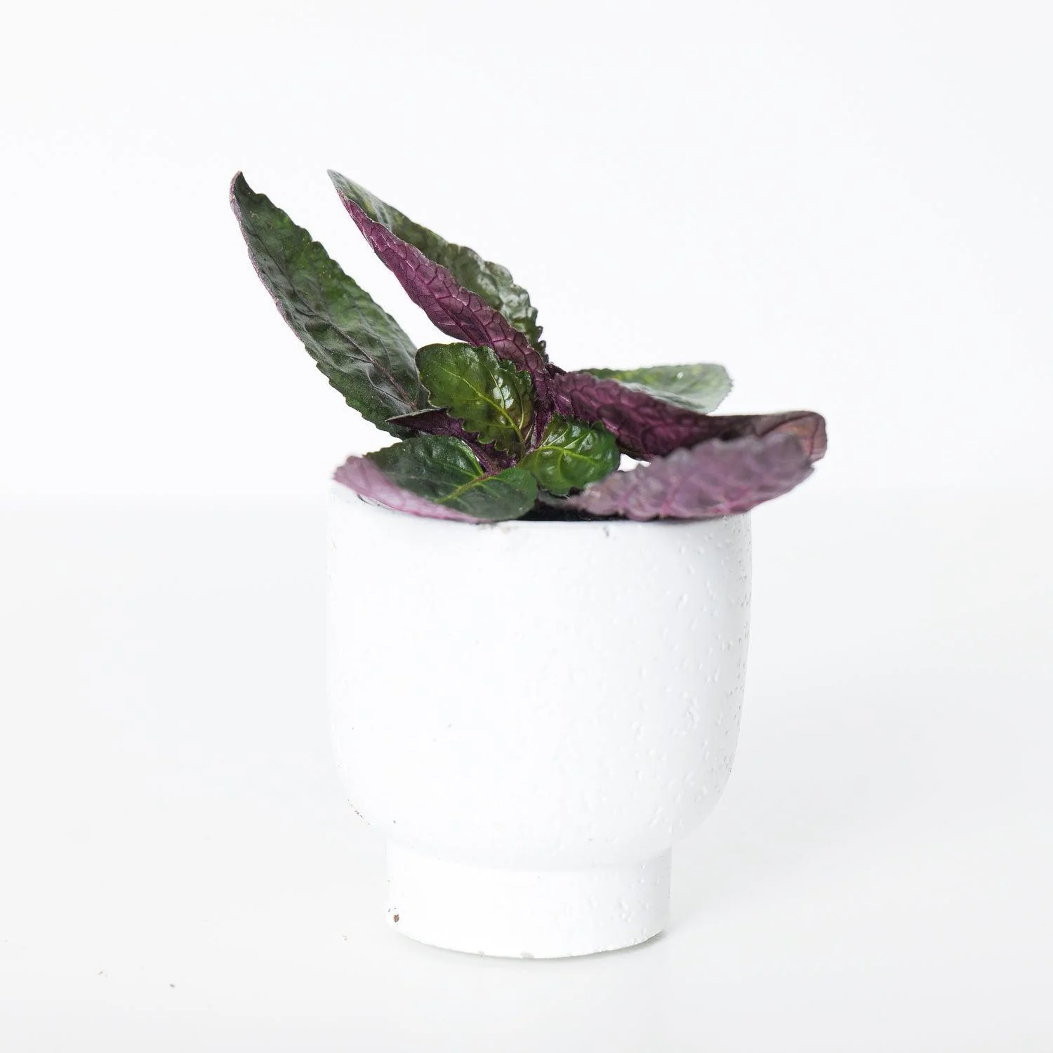 Hemigraphis Repanda Crispy Red Flame - Image 2