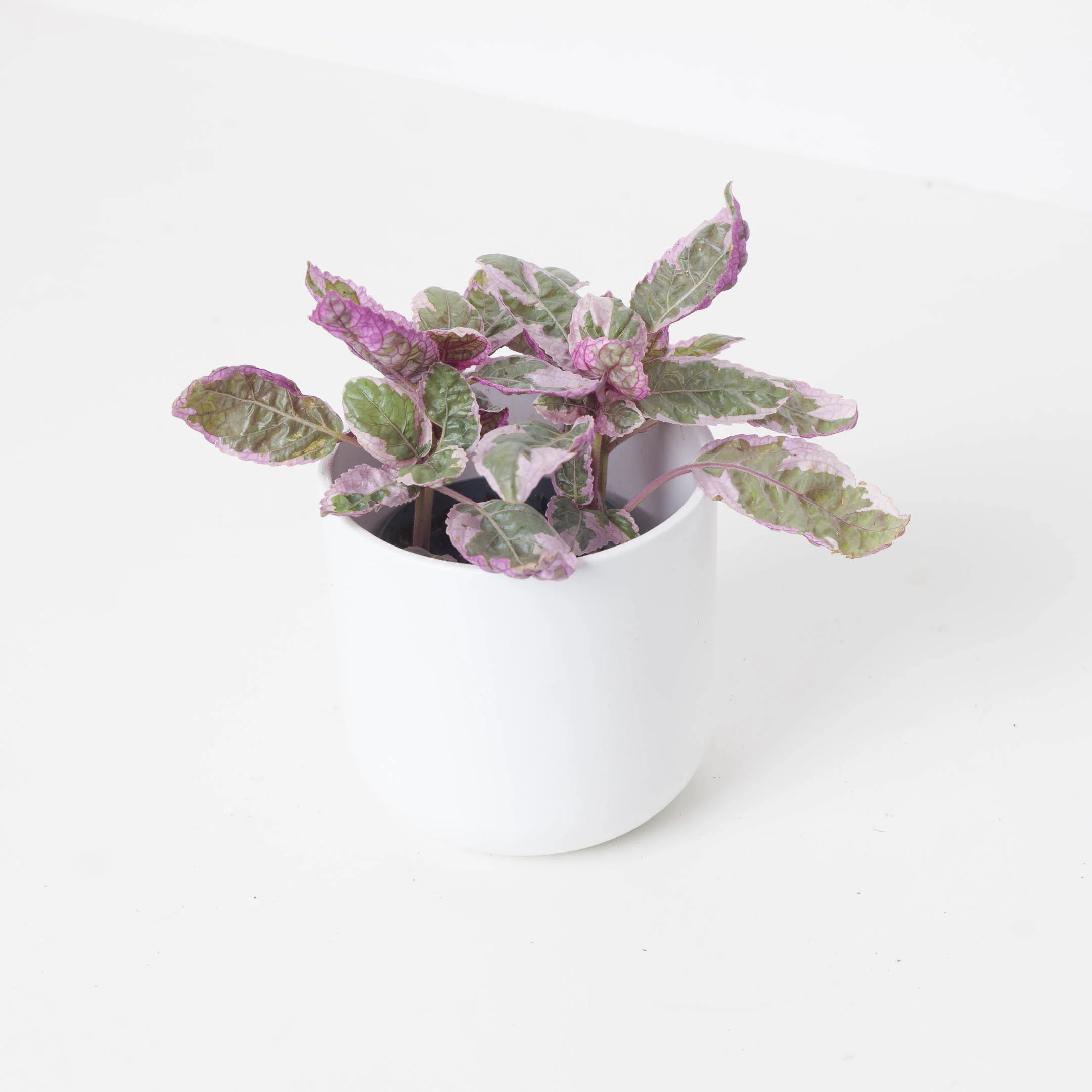 Hemigraphis Snow White | Houseplant