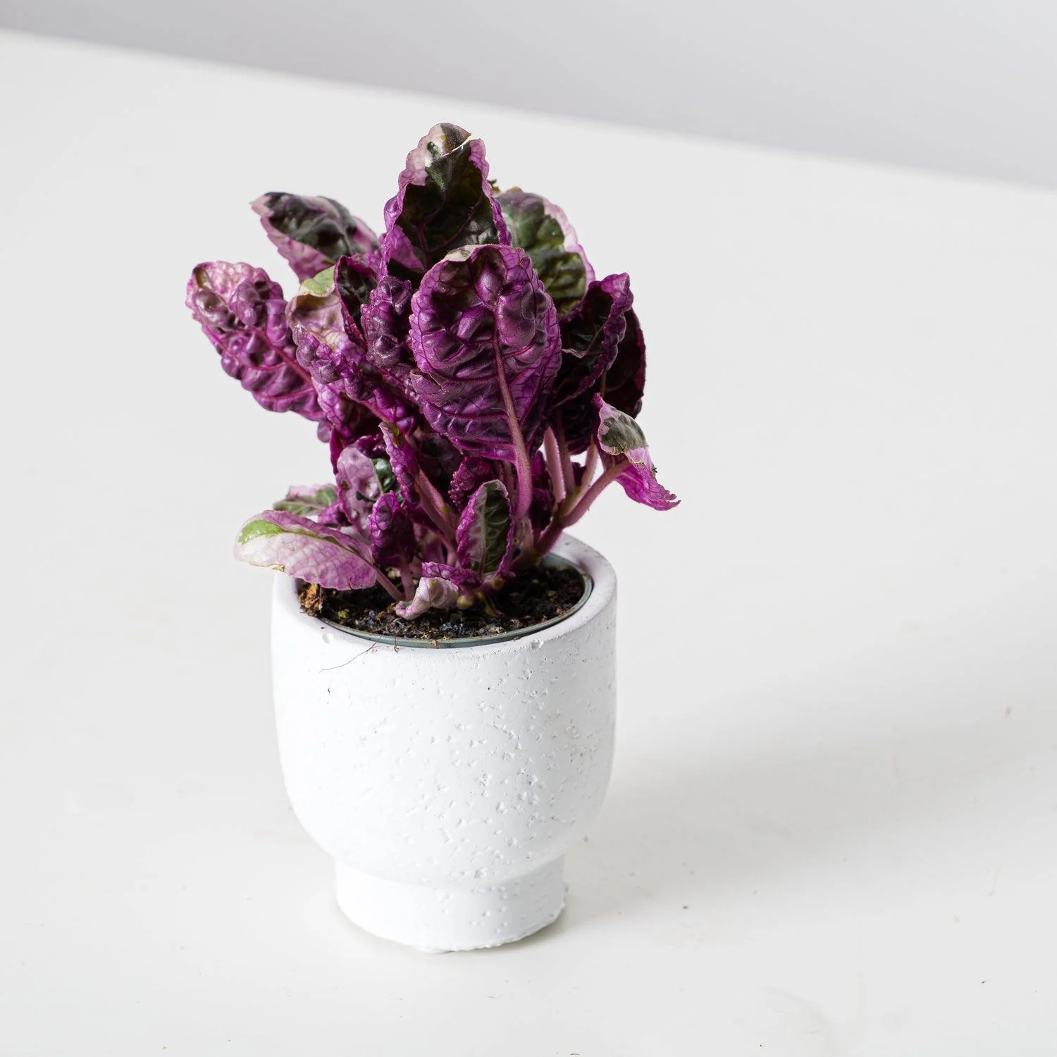 Hemigraphis Snow White | Houseplant - Image 2