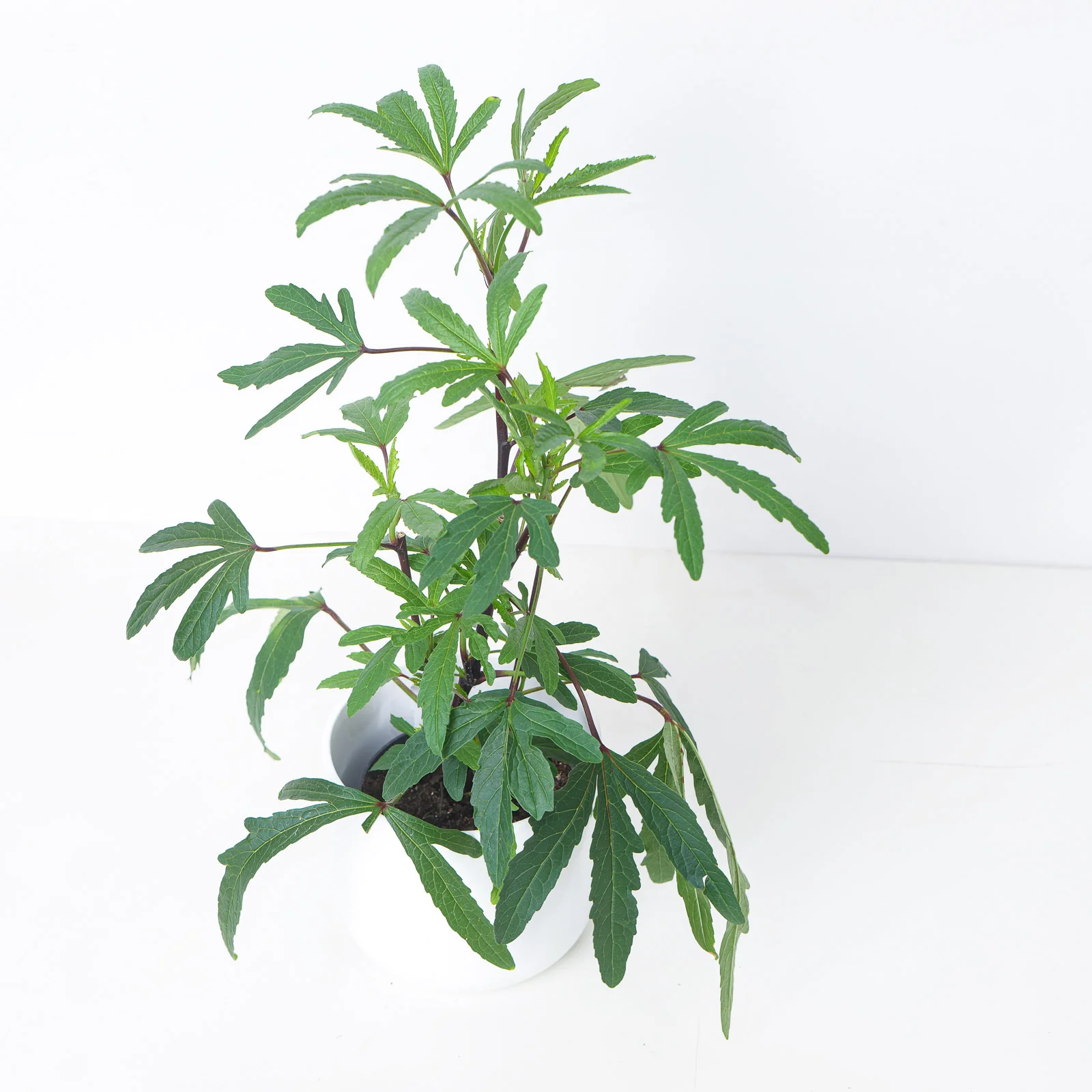 Hibiscus sabdariffa | Hibiscus Tea Plant