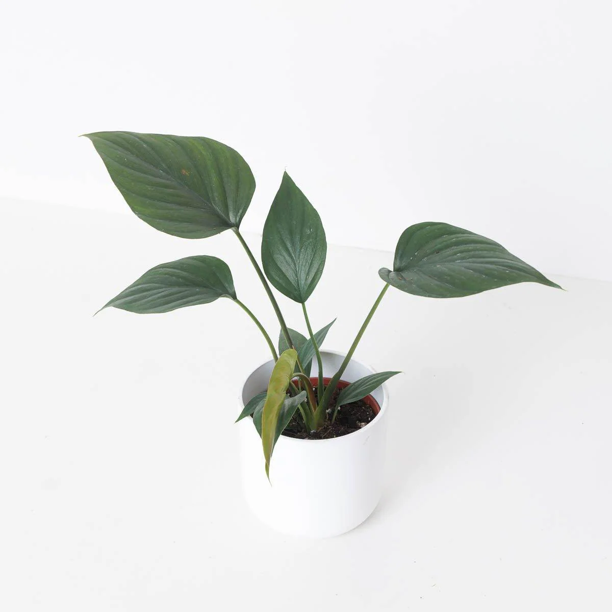 Homalomena rubescens 'Dark Emerald'