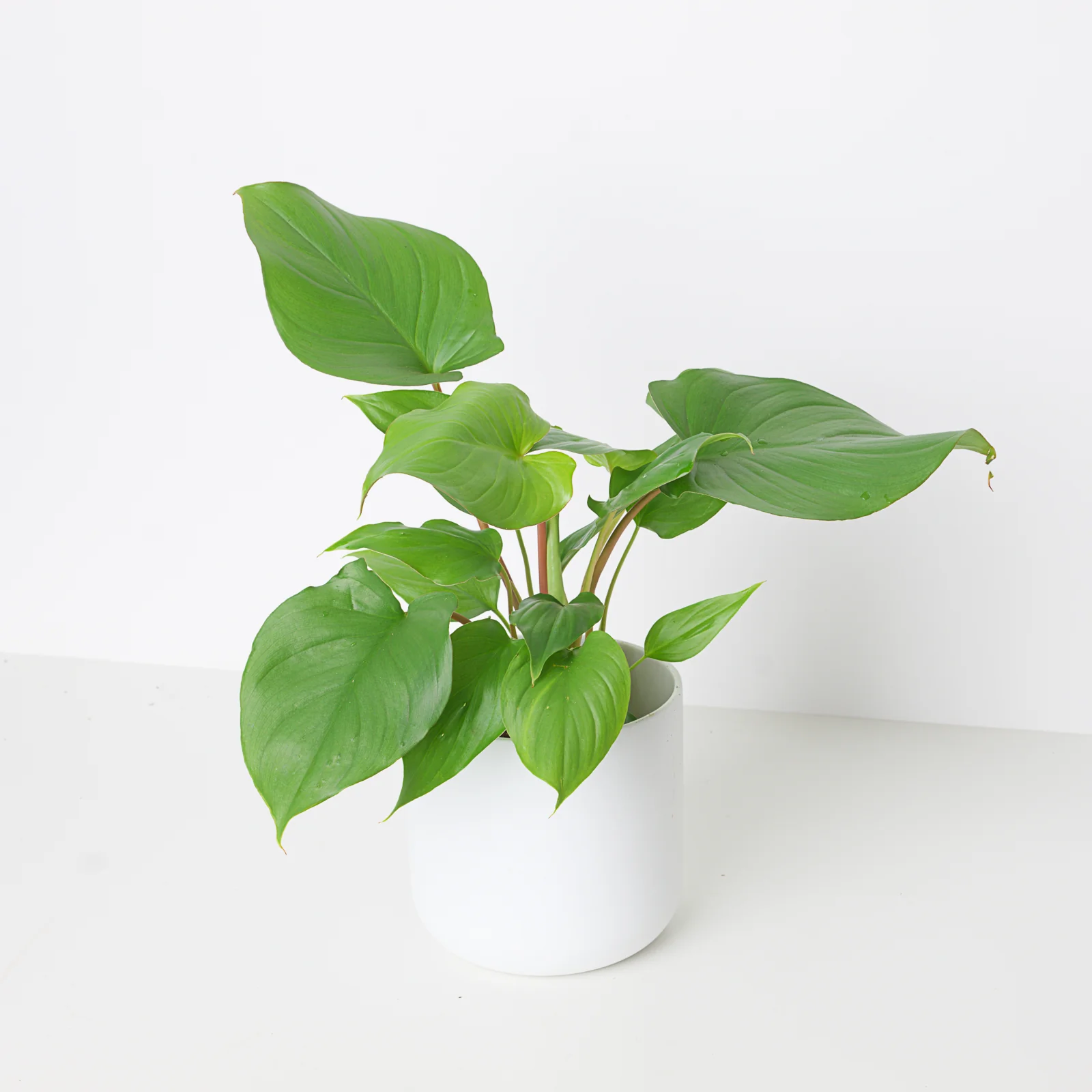 Homalomena rubescens Maggy