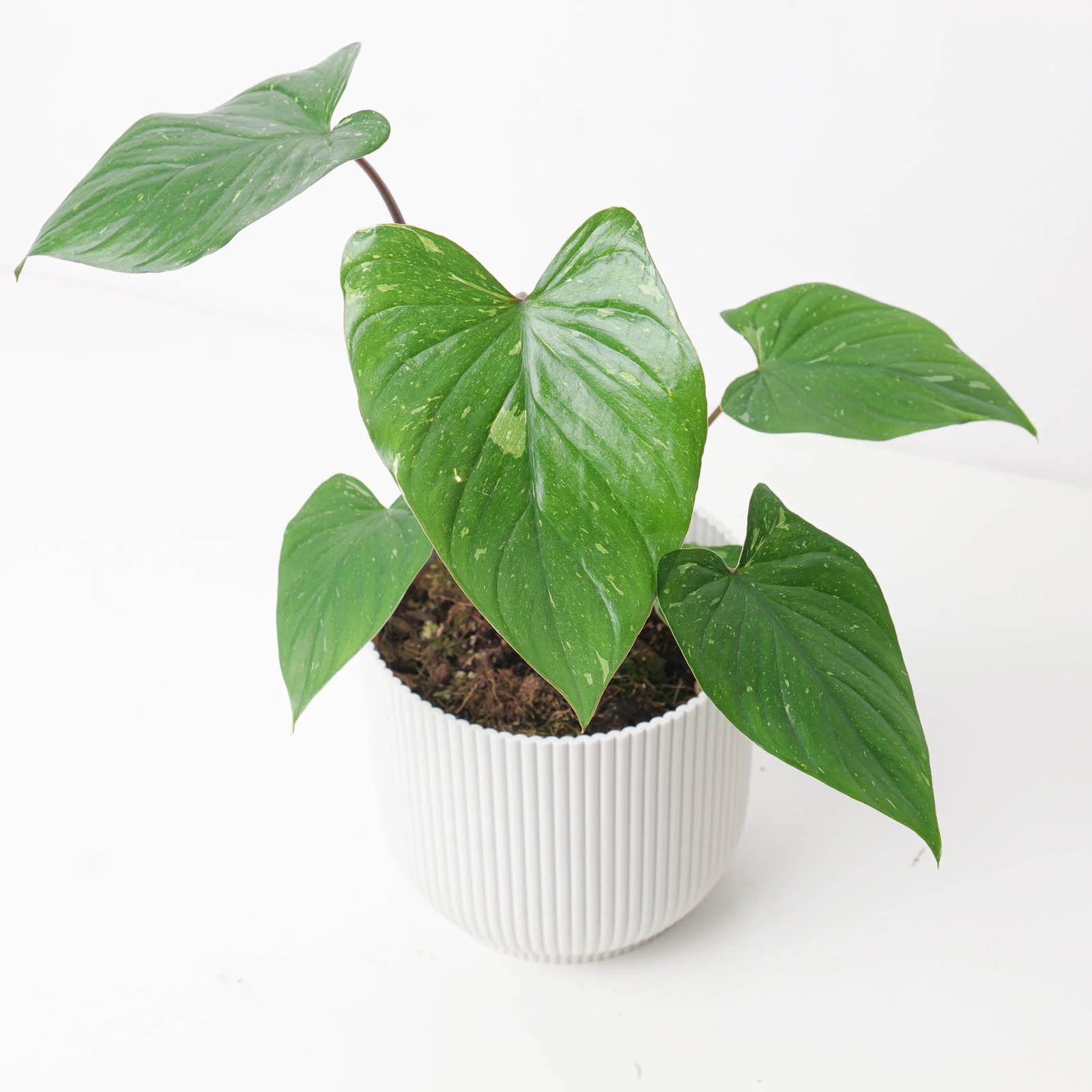 Homalomena rubescens 'Stardust'
