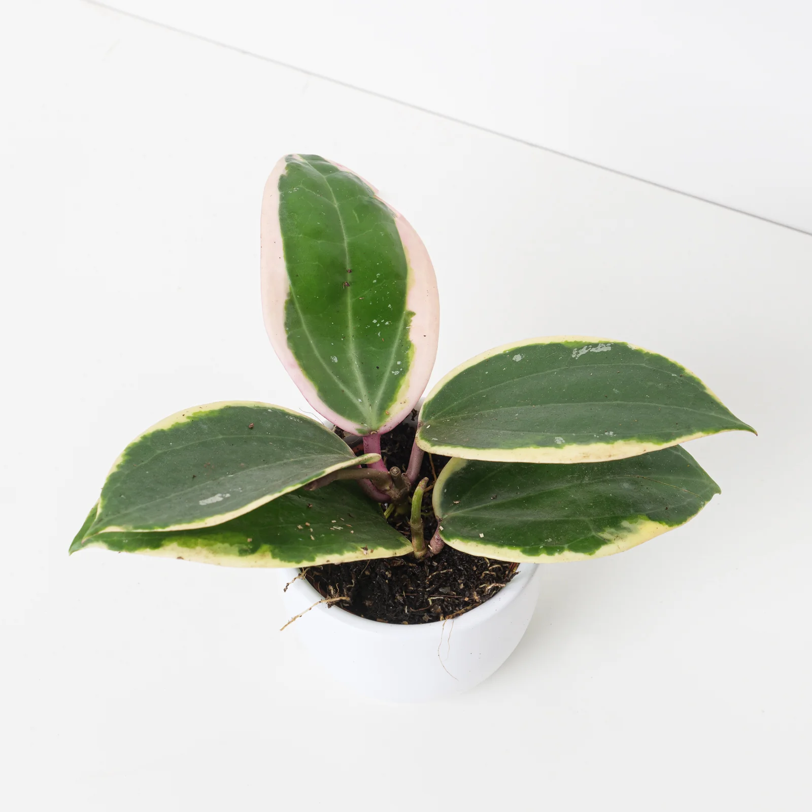 Hoya latifolia Albomarginata 'Round'