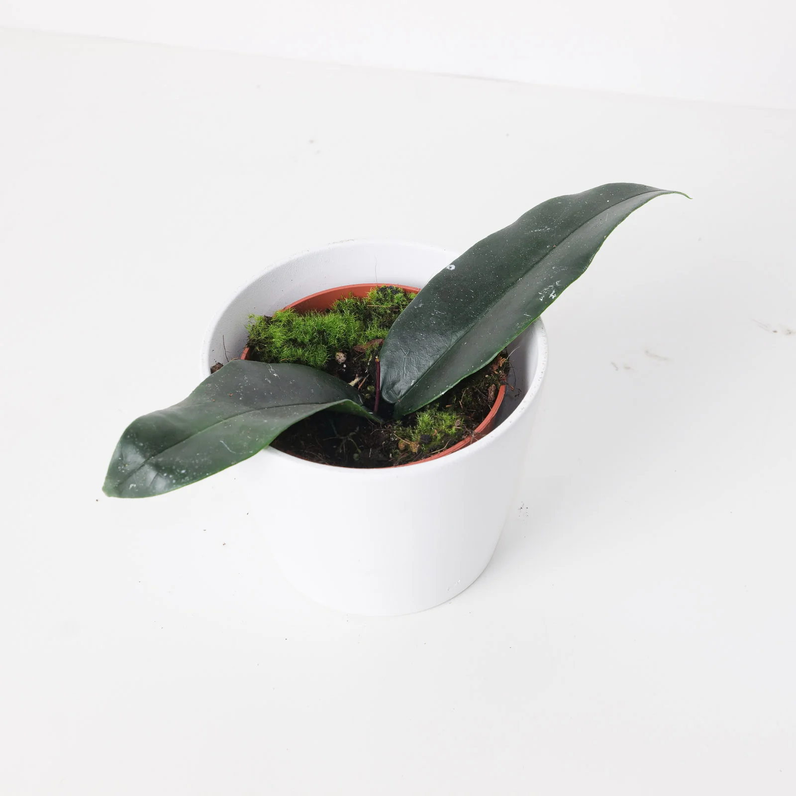 Hoya Archboldiana