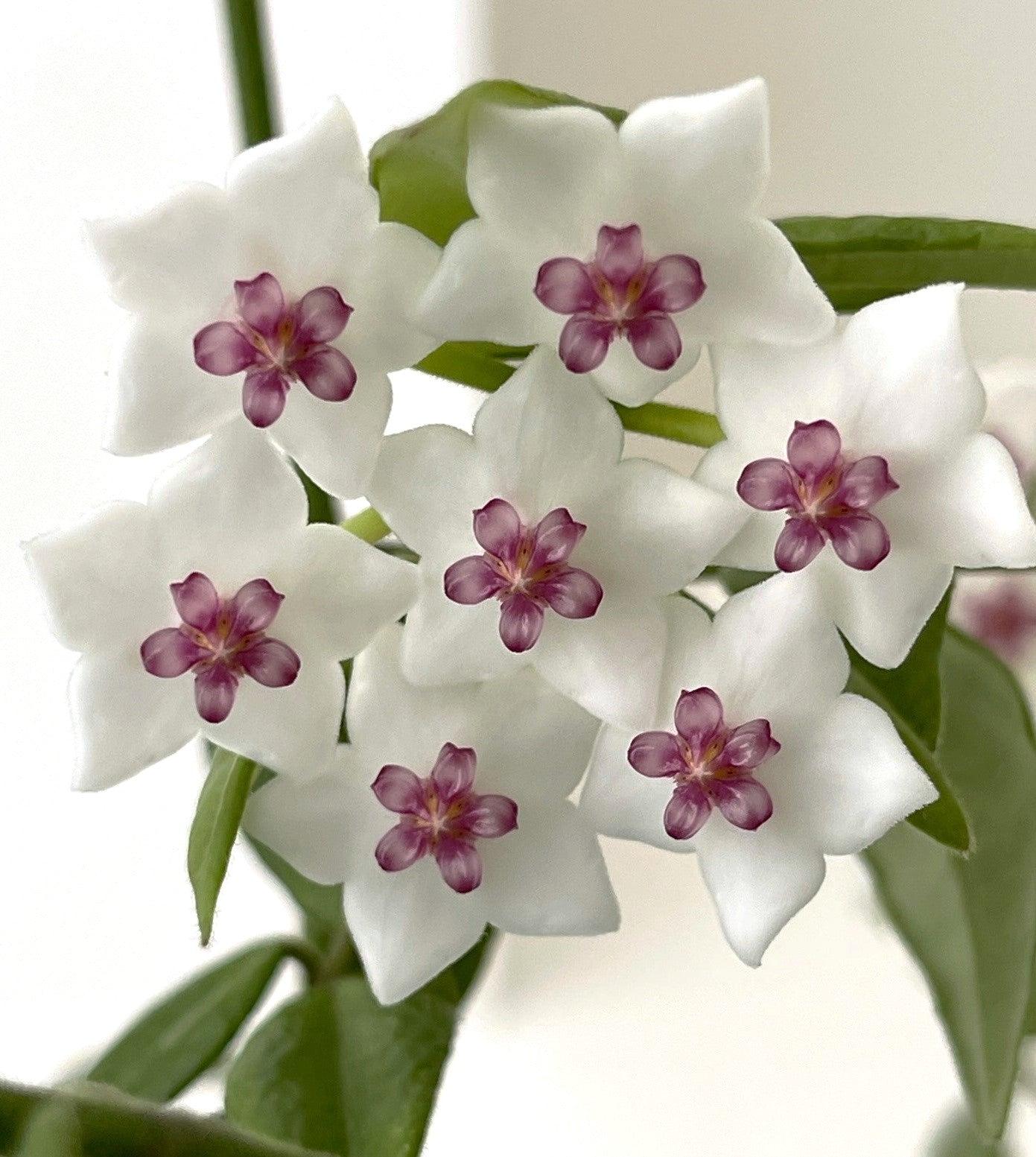 Hoya Bella - Image 2