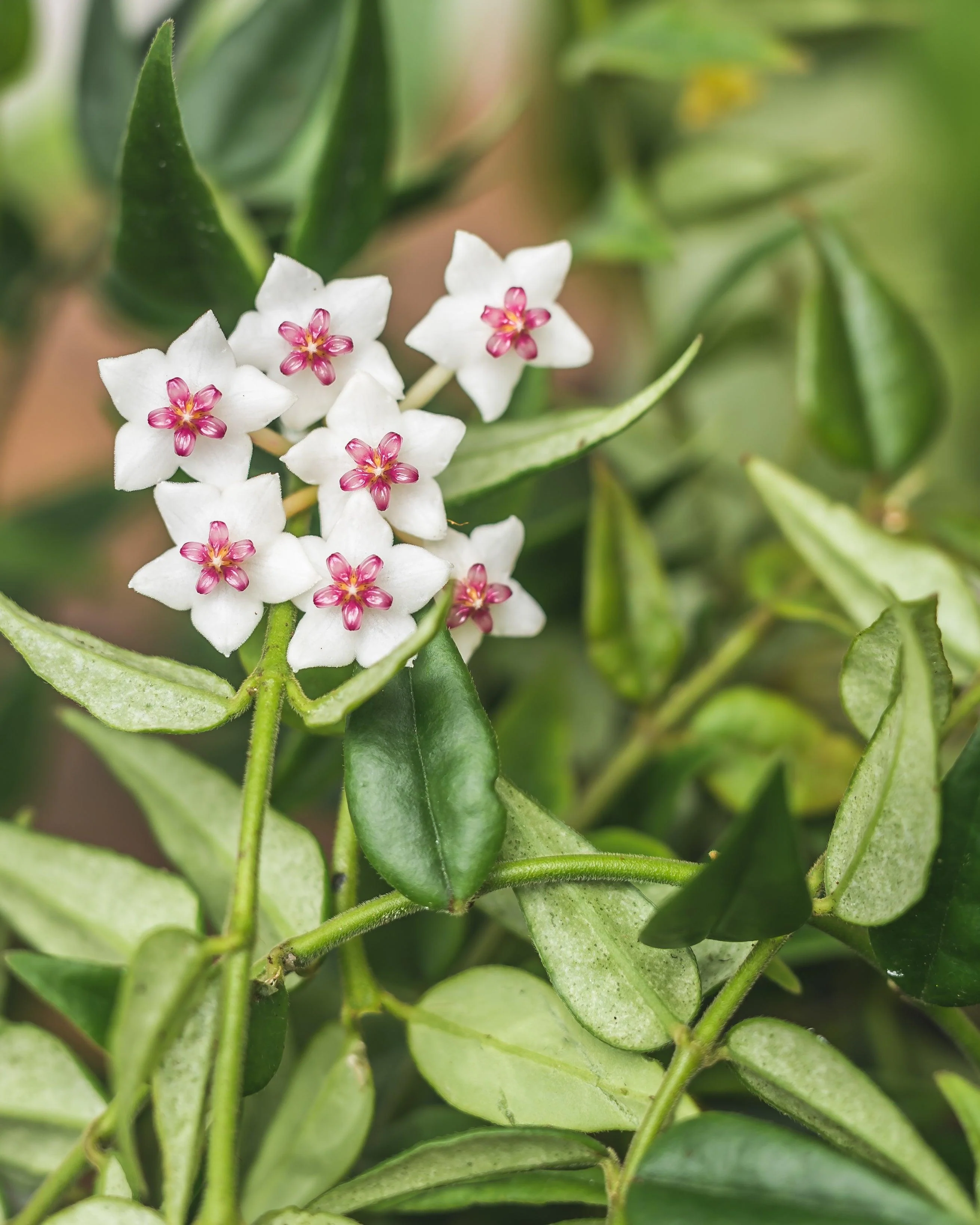 Hoya Bella - Image 3
